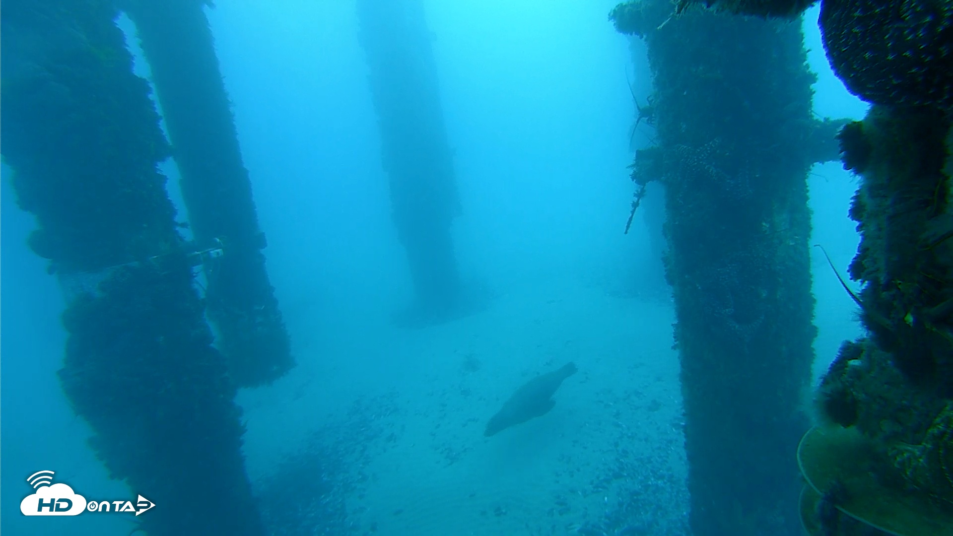 Snapshot of Scripps Pier Underwater Live Webcam taken Feb 12, 2026, 7:14am PST