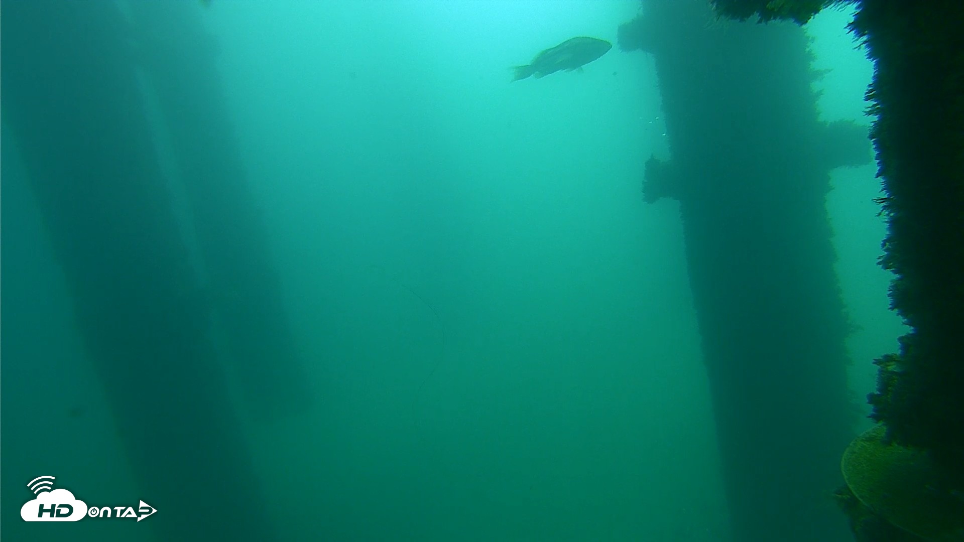 Snapshot of Scripps Pier Underwater Live Webcam taken Oct 12, 2026, 10:35am PDT