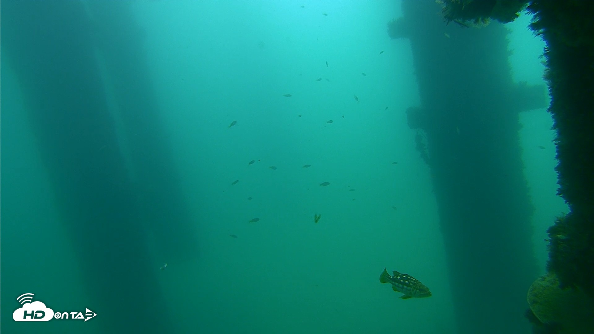 Snapshot of Scripps Pier Underwater Live Webcam taken Sep 18, 2026, 10:58am PDT