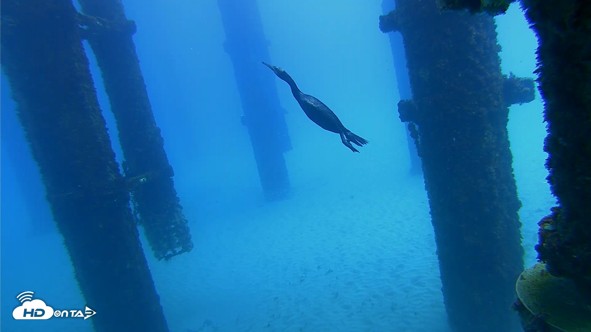 Snapshot of Scripps Pier Underwater Live Webcam taken Oct 7, 2026, 12:28pm PDT
