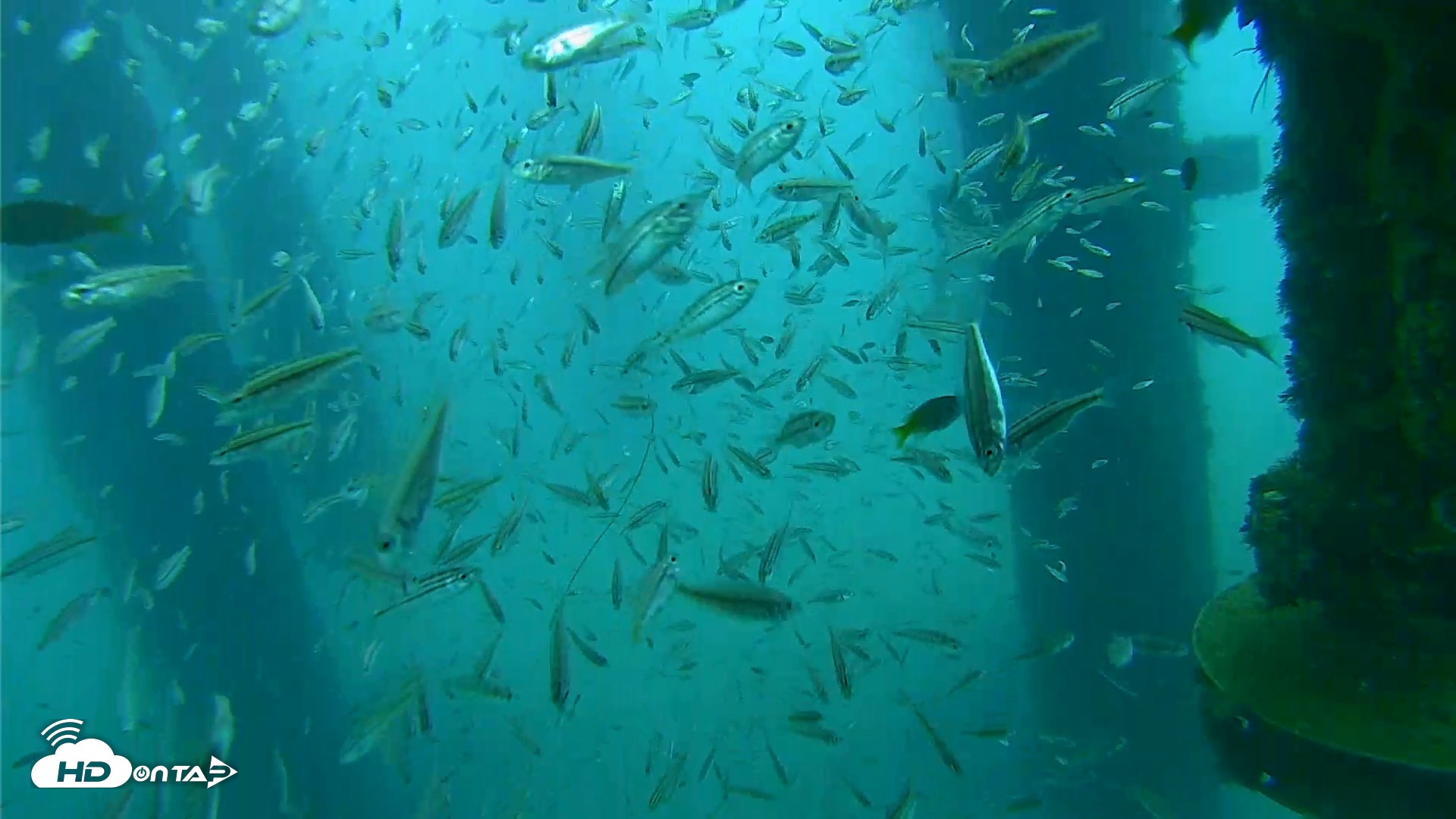 Snapshot of Scripps Pier Underwater Live Webcam taken Aug 27, 2026, 8:00am PDT