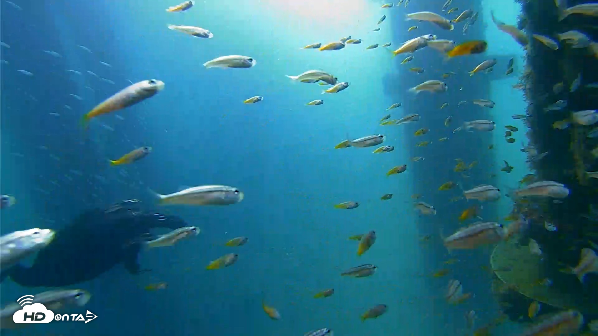 Snapshot of Scripps Pier Underwater Live Webcam taken Aug 30, 2026, 8:45am PDT