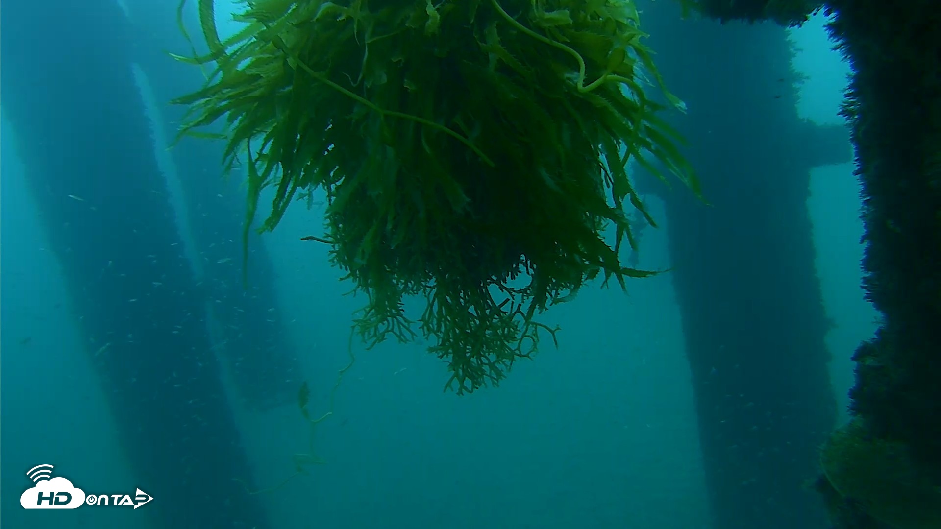 Snapshot of Scripps Pier Underwater Live Webcam taken Oct 4, 2026, 7:10am PDT