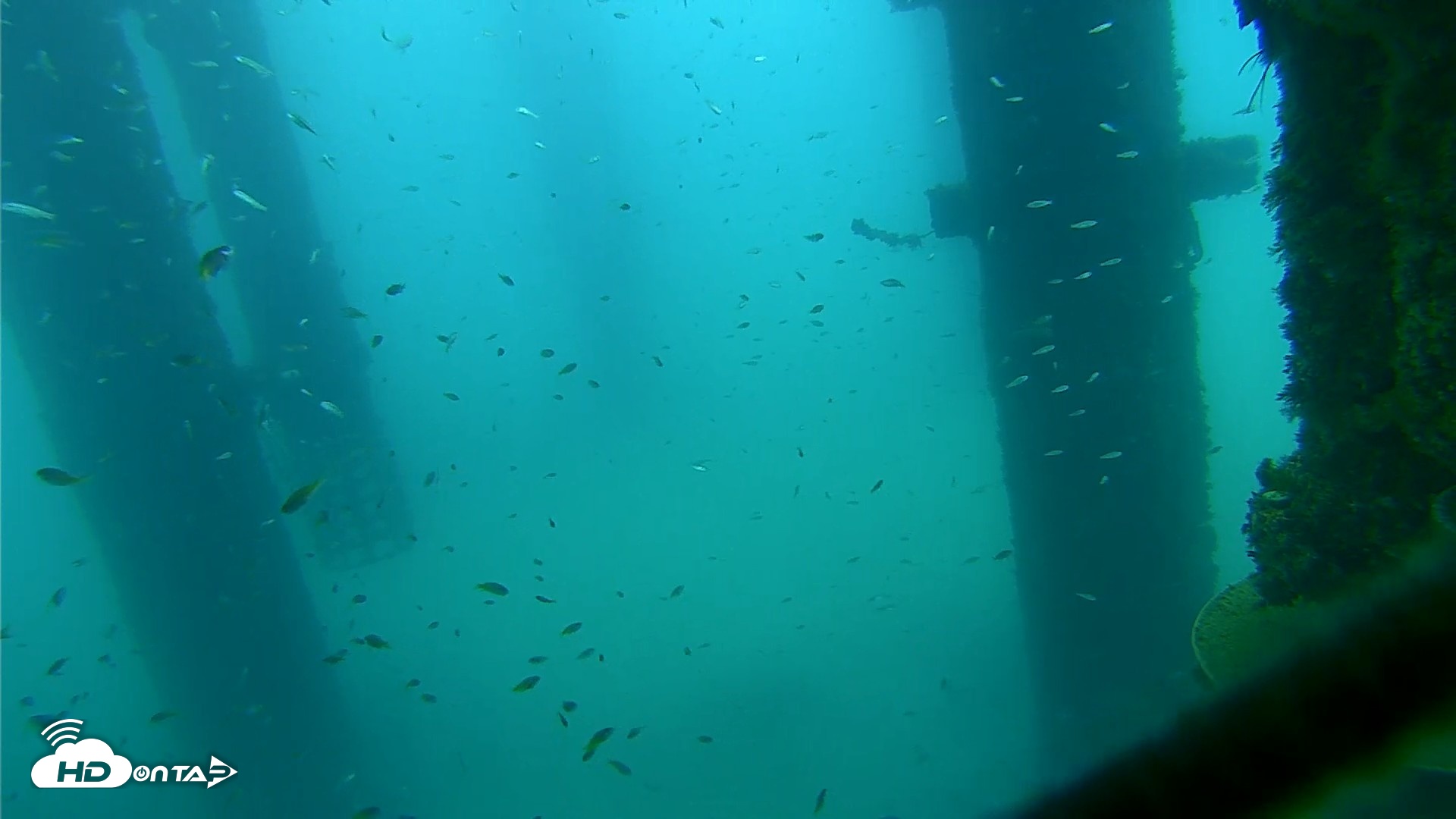 Snapshot of Scripps Pier Underwater Live Webcam taken Aug 27, 2026, 7:30am PDT