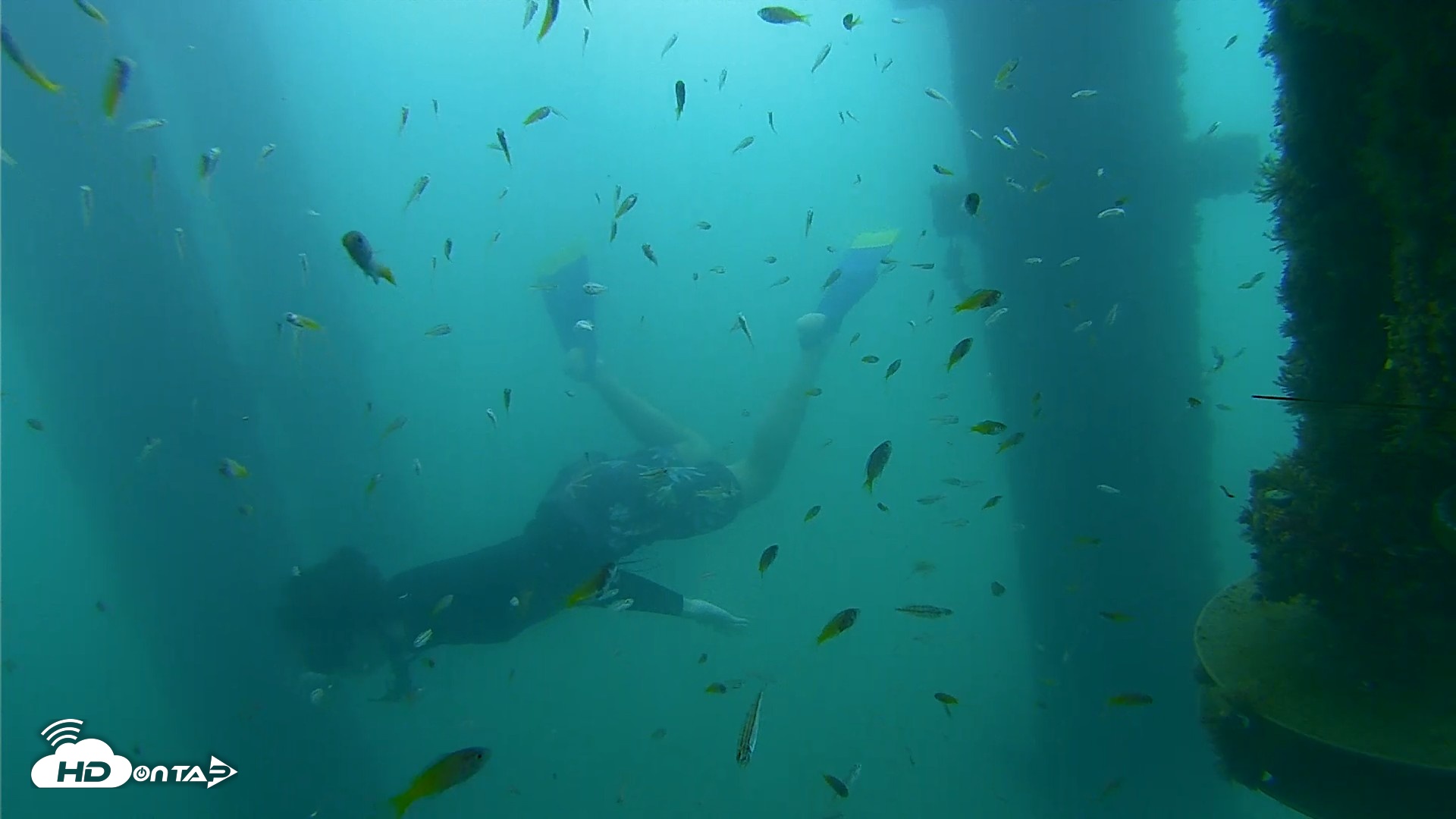 Snapshot of Scripps Pier Underwater Live Webcam taken Aug 29, 2026, 8:41am PDT