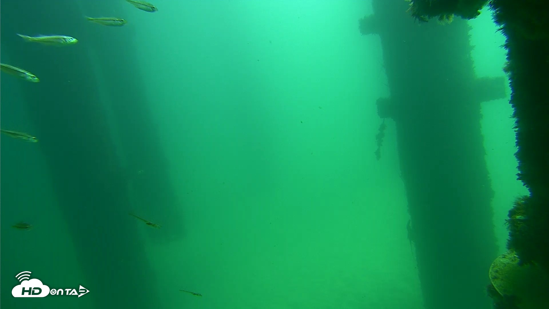 Snapshot of Scripps Pier Underwater Live Webcam taken Sep 17, 2026, 11:50am PDT