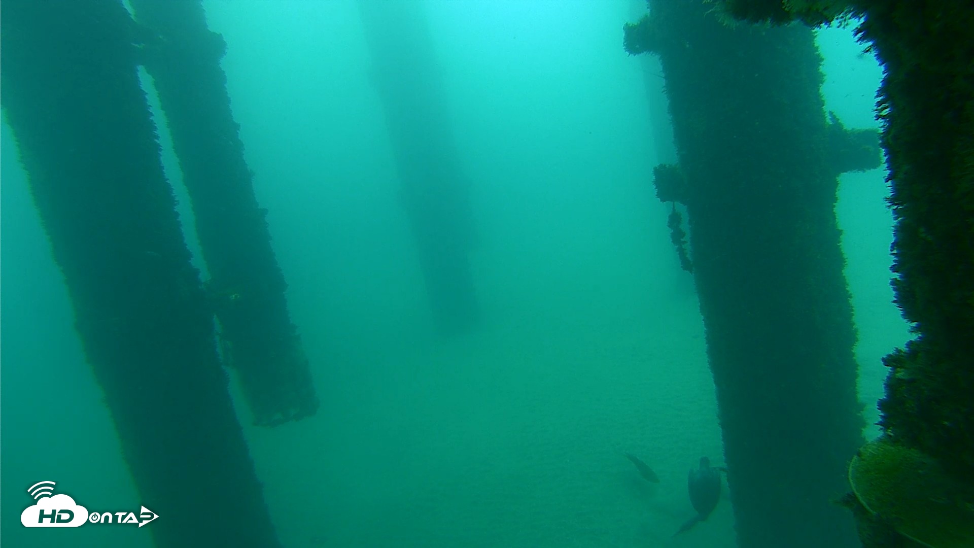 Snapshot of Scripps Pier Underwater Live Webcam taken Oct 8, 2026, 9:31am PDT