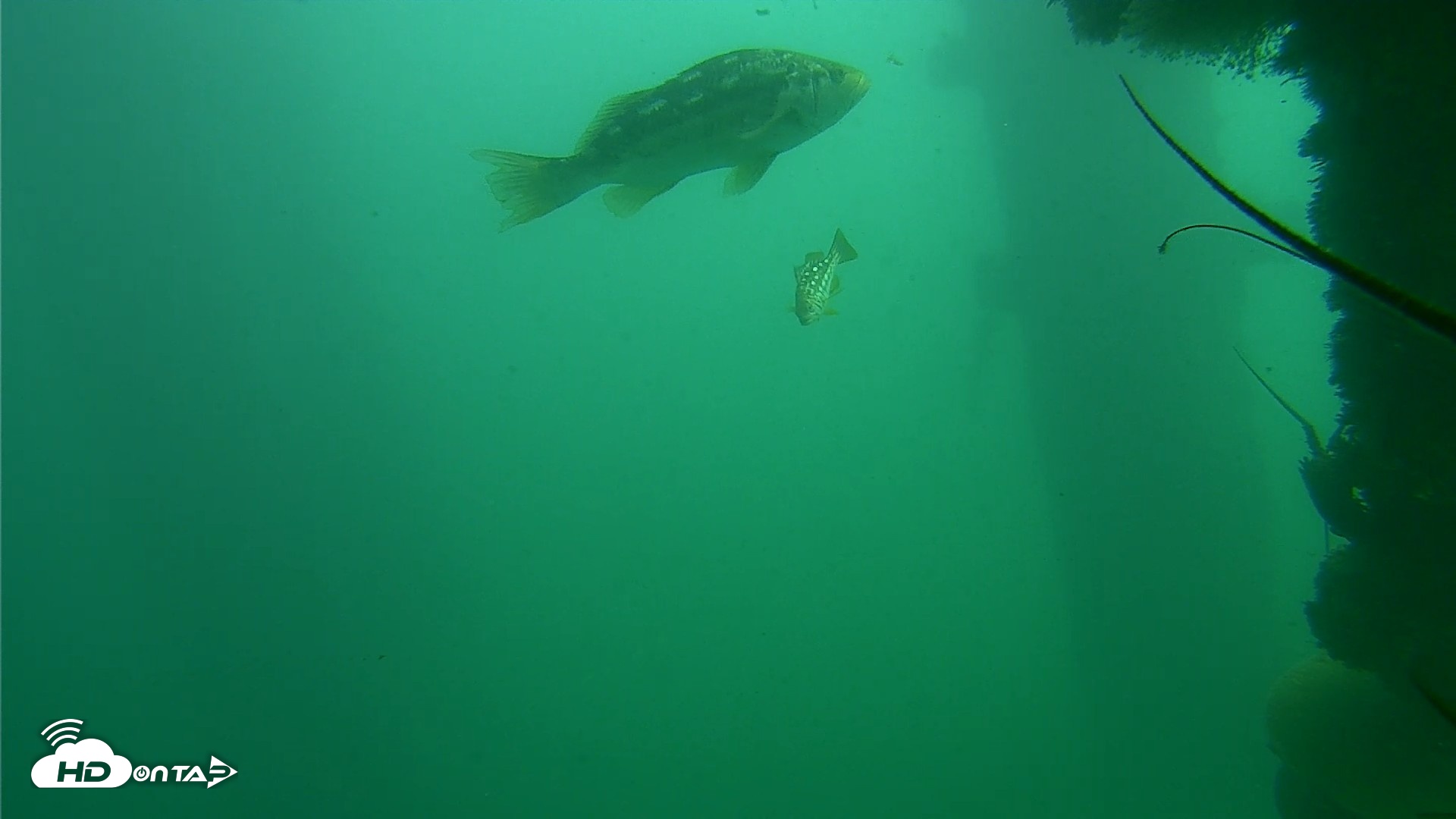 Snapshot of Scripps Pier Underwater Live Webcam taken Oct 23, 2026, 1:03pm PDT