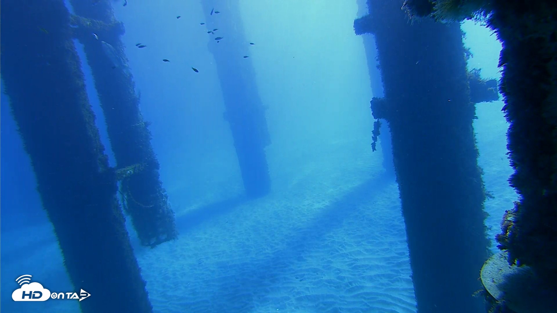 Snapshot of Scripps Pier Underwater Live Webcam taken Oct 19, 2026, 10:15am PDT