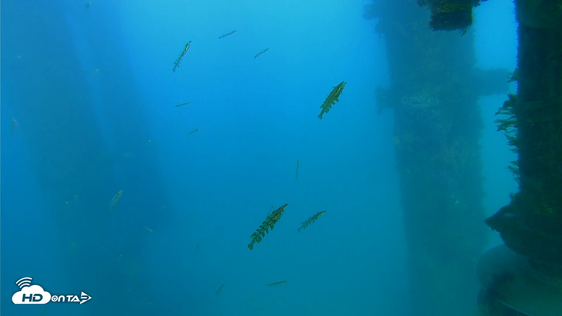 Snapshot of Scripps Pier Underwater Live Webcam taken Apr 7, 2026, 5:52pm PDT