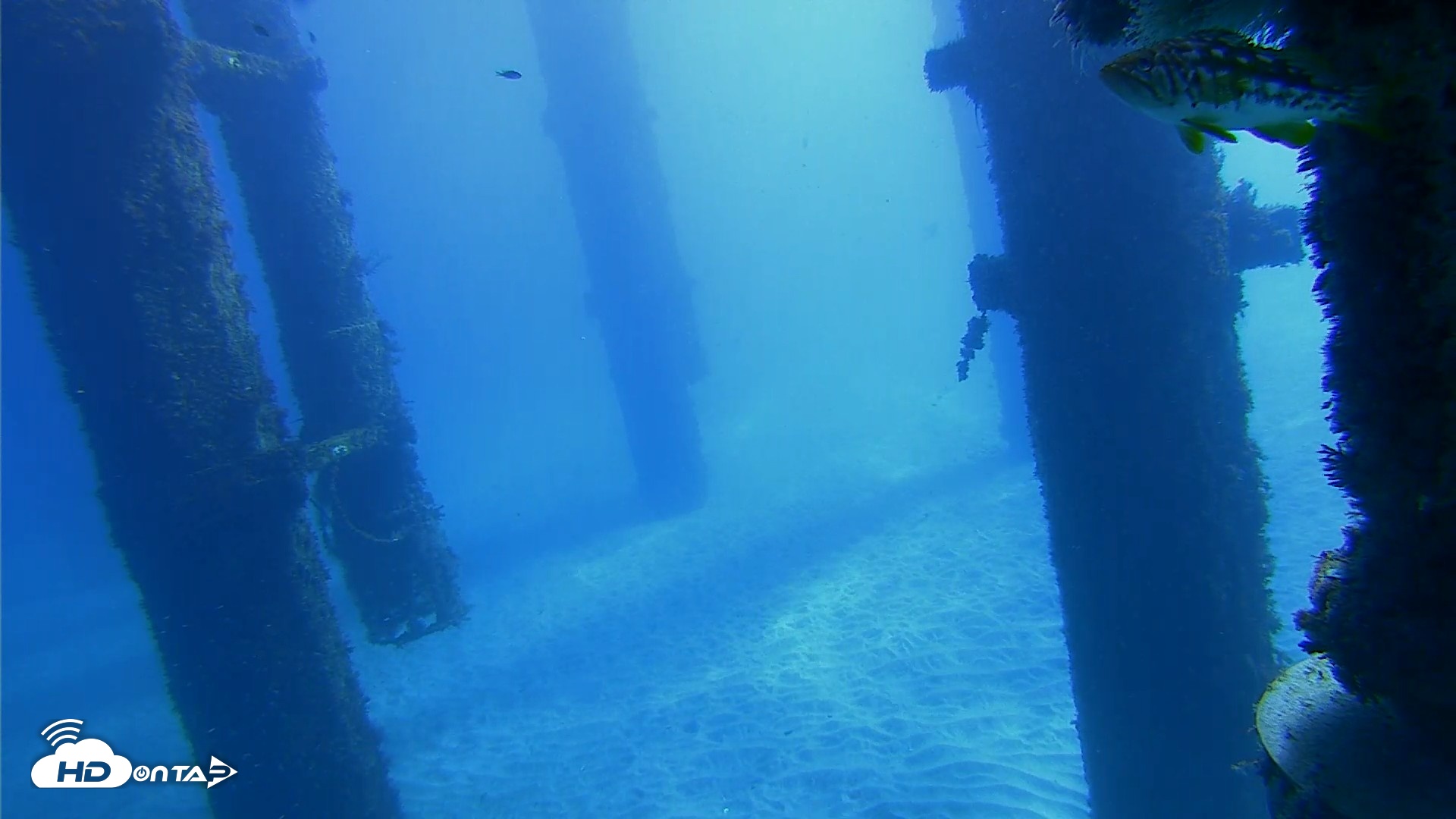 Snapshot of Scripps Pier Underwater Live Webcam taken Oct 19, 2026, 11:14am PDT