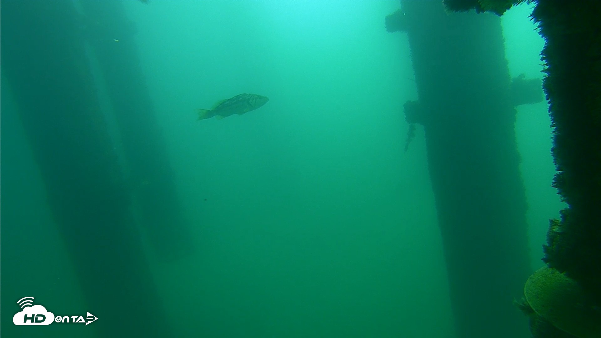Snapshot of Scripps Pier Underwater Live Webcam taken Oct 13, 2026, 10:52am PDT