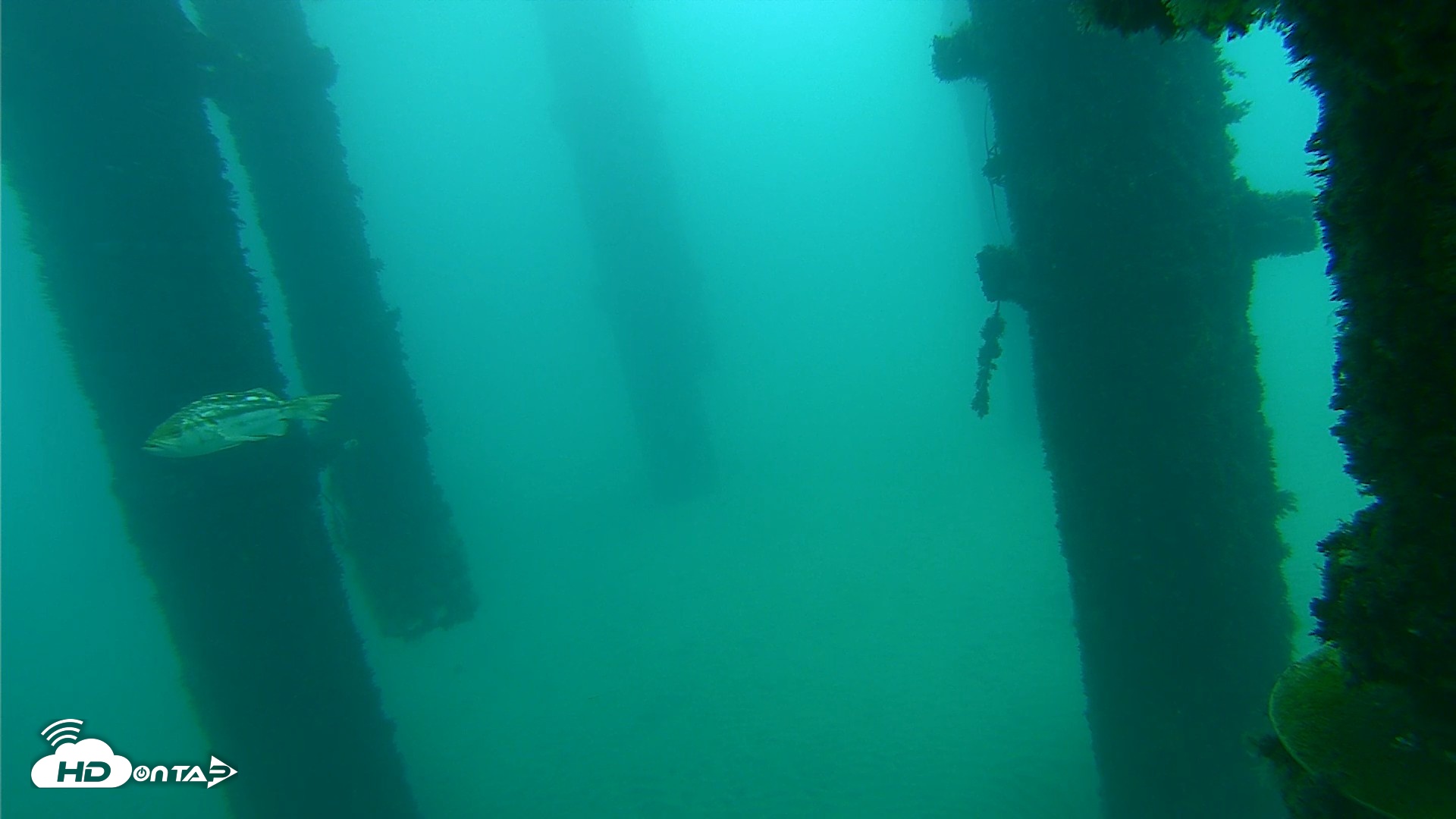 Snapshot of Scripps Pier Underwater Live Webcam taken Oct 10, 2026, 7:50am PDT