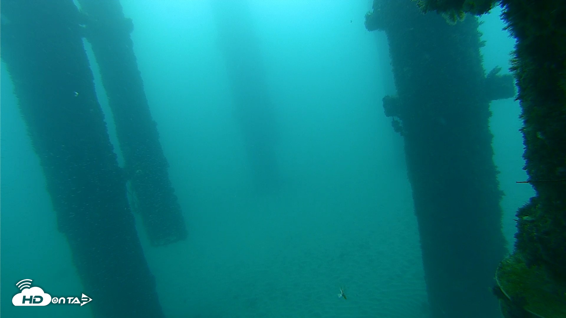 Snapshot of Scripps Pier Underwater Live Webcam taken Sep 26, 2026, 7:12am PDT