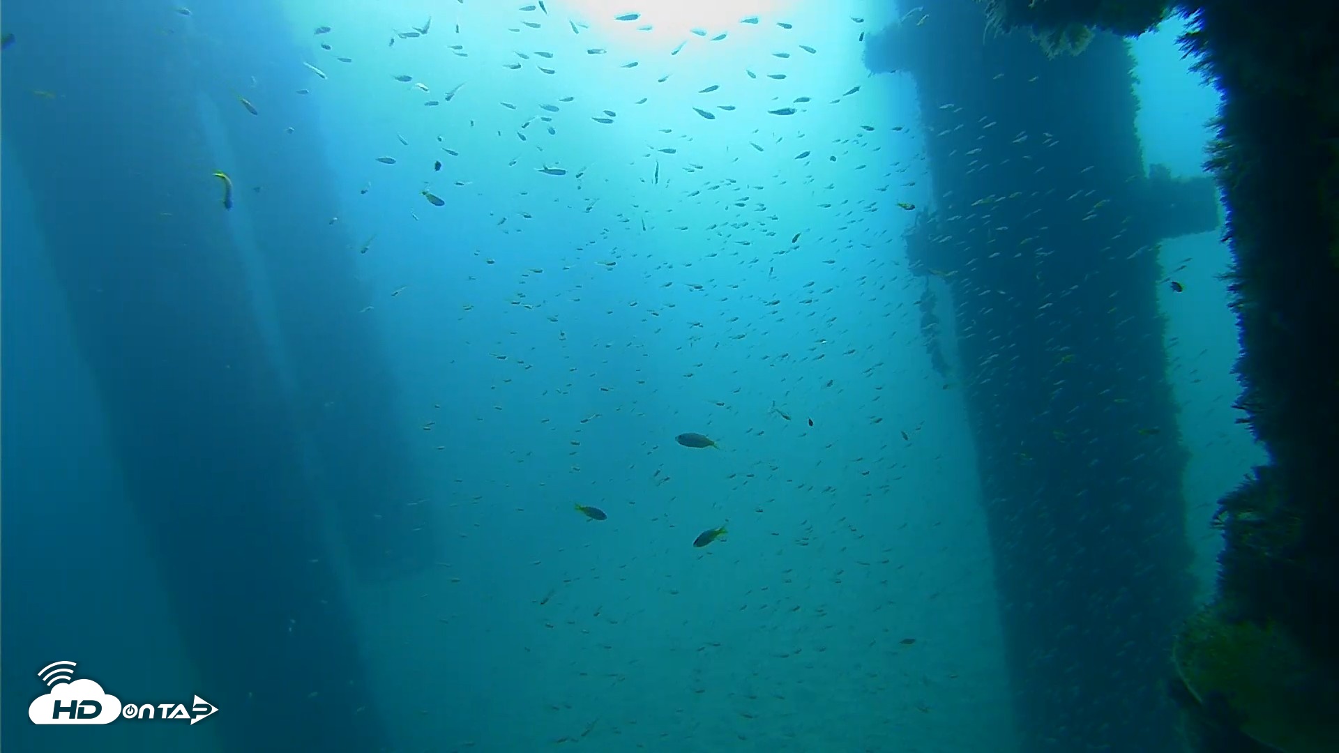 Snapshot of Scripps Pier Underwater Live Webcam taken Sep 25, 2026, 9:01am PDT