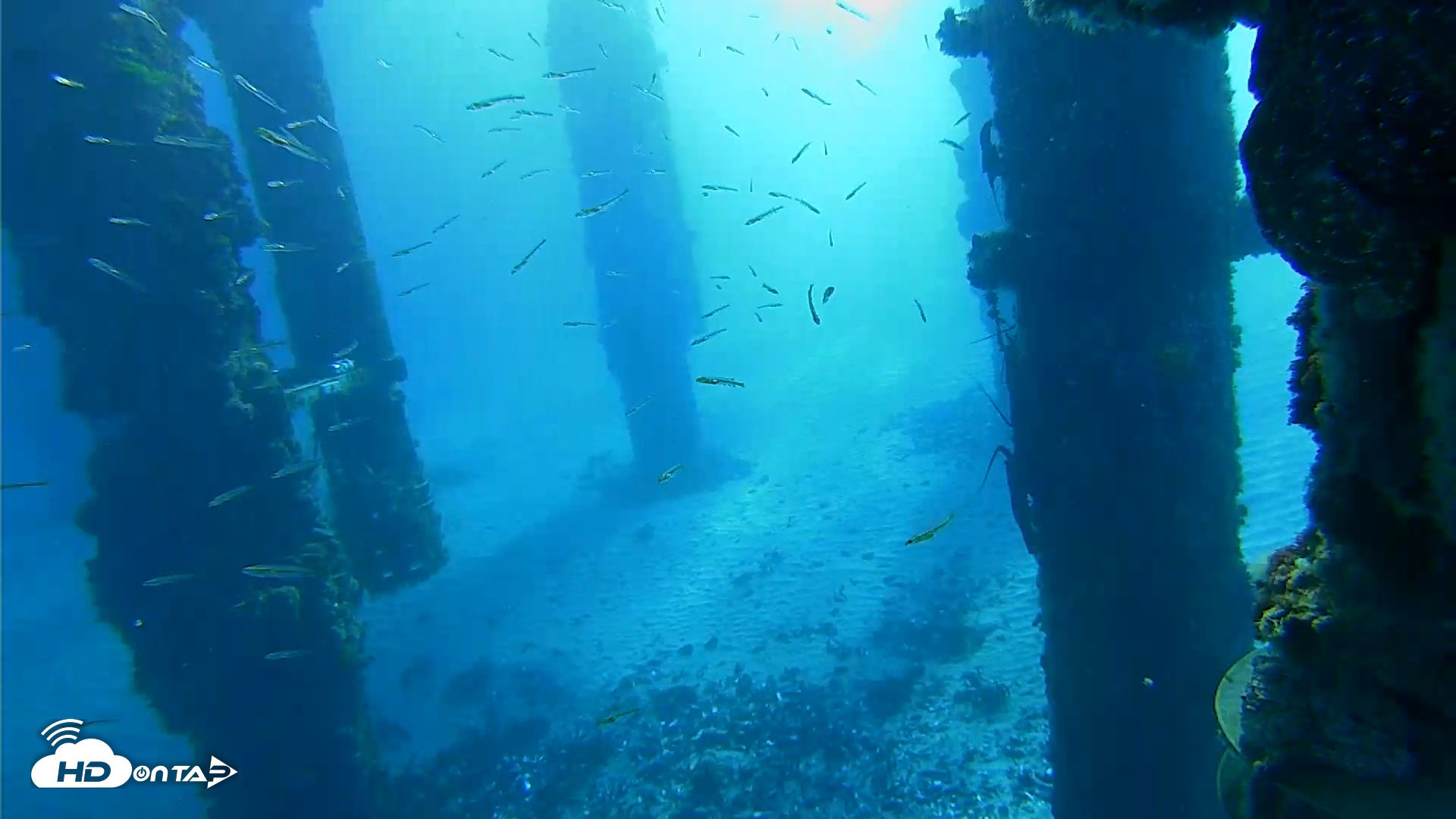 Snapshot of Scripps Pier Underwater Live Webcam taken Jan 29, 2026, 8:13am PST