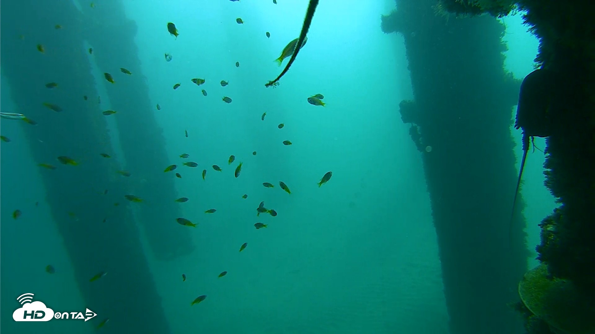 Snapshot of Scripps Pier Underwater Live Webcam taken Oct 9, 2026, 9:54am PDT