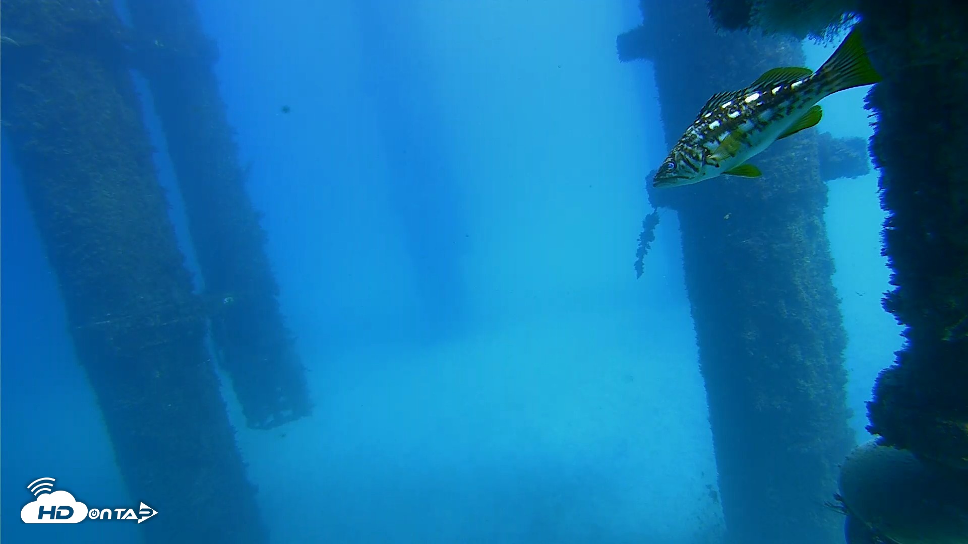 Snapshot of Scripps Pier Underwater Live Webcam taken Oct 20, 2026, 1:52pm PDT