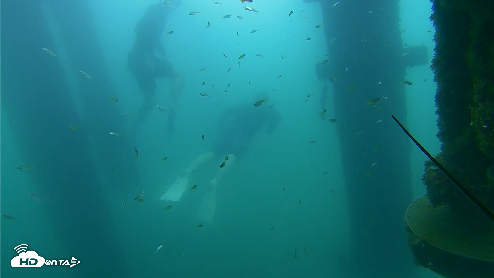 Snapshot of Scripps Pier Underwater Live Webcam taken Aug 29, 2026, 8:41am PDT