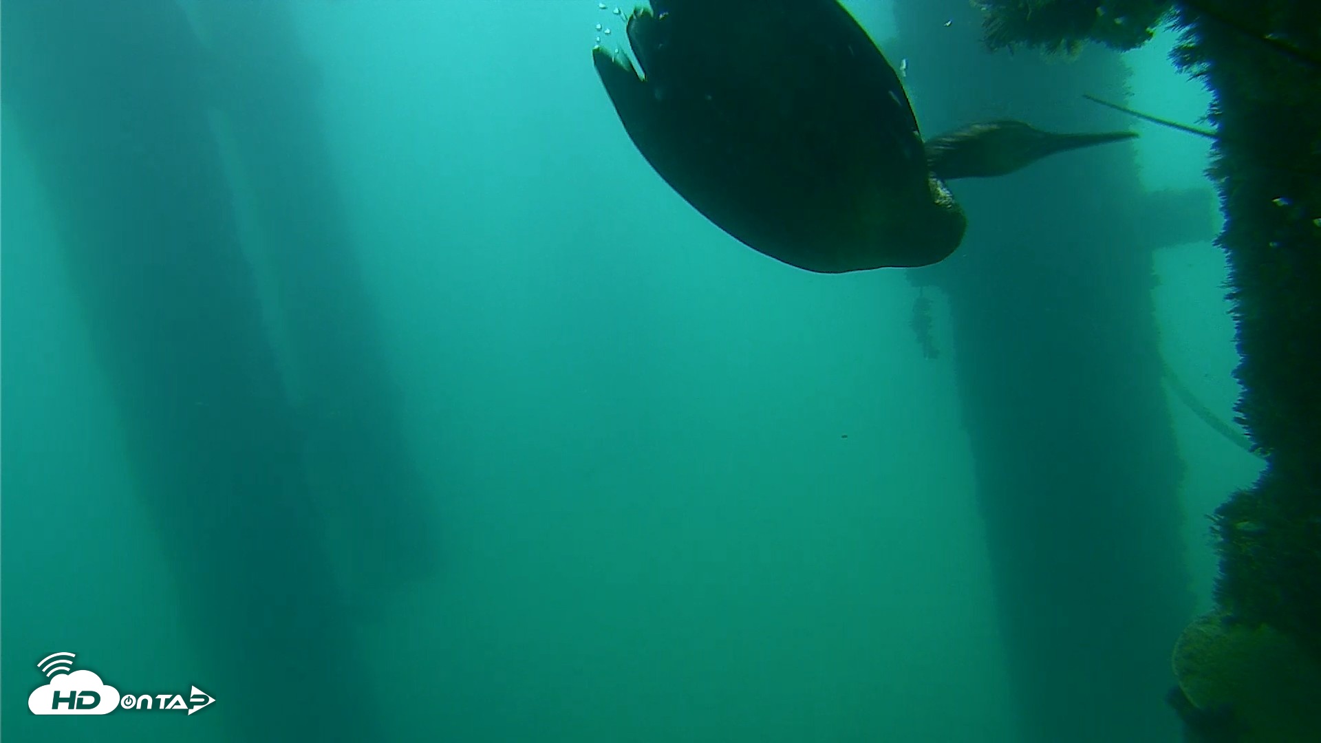 Snapshot of Scripps Pier Underwater Live Webcam taken Sep 18, 2026, 7:56am PDT