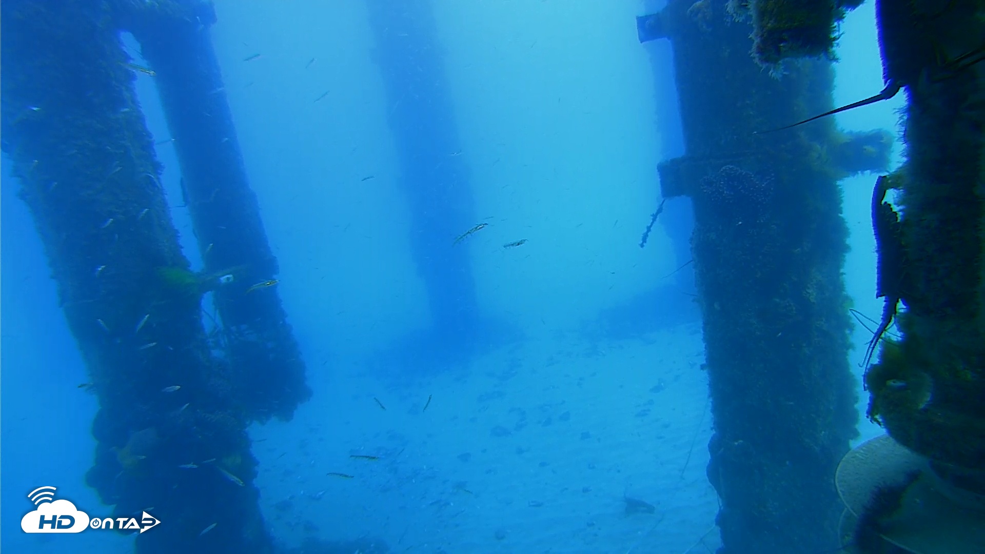 Snapshot of Scripps Pier Underwater Live Webcam taken Mar 31, 2026, 10:46am PDT
