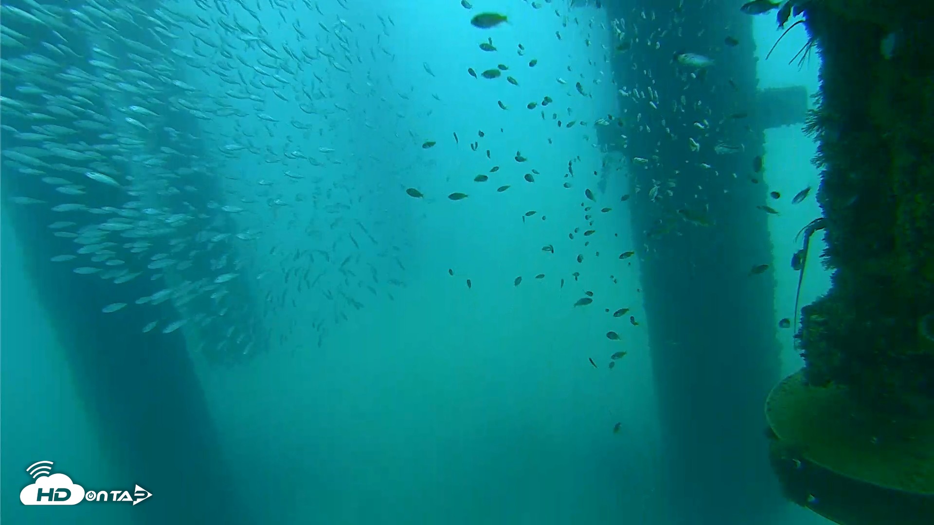 Snapshot of Scripps Pier Underwater Live Webcam taken Aug 27, 2026, 7:37am PDT