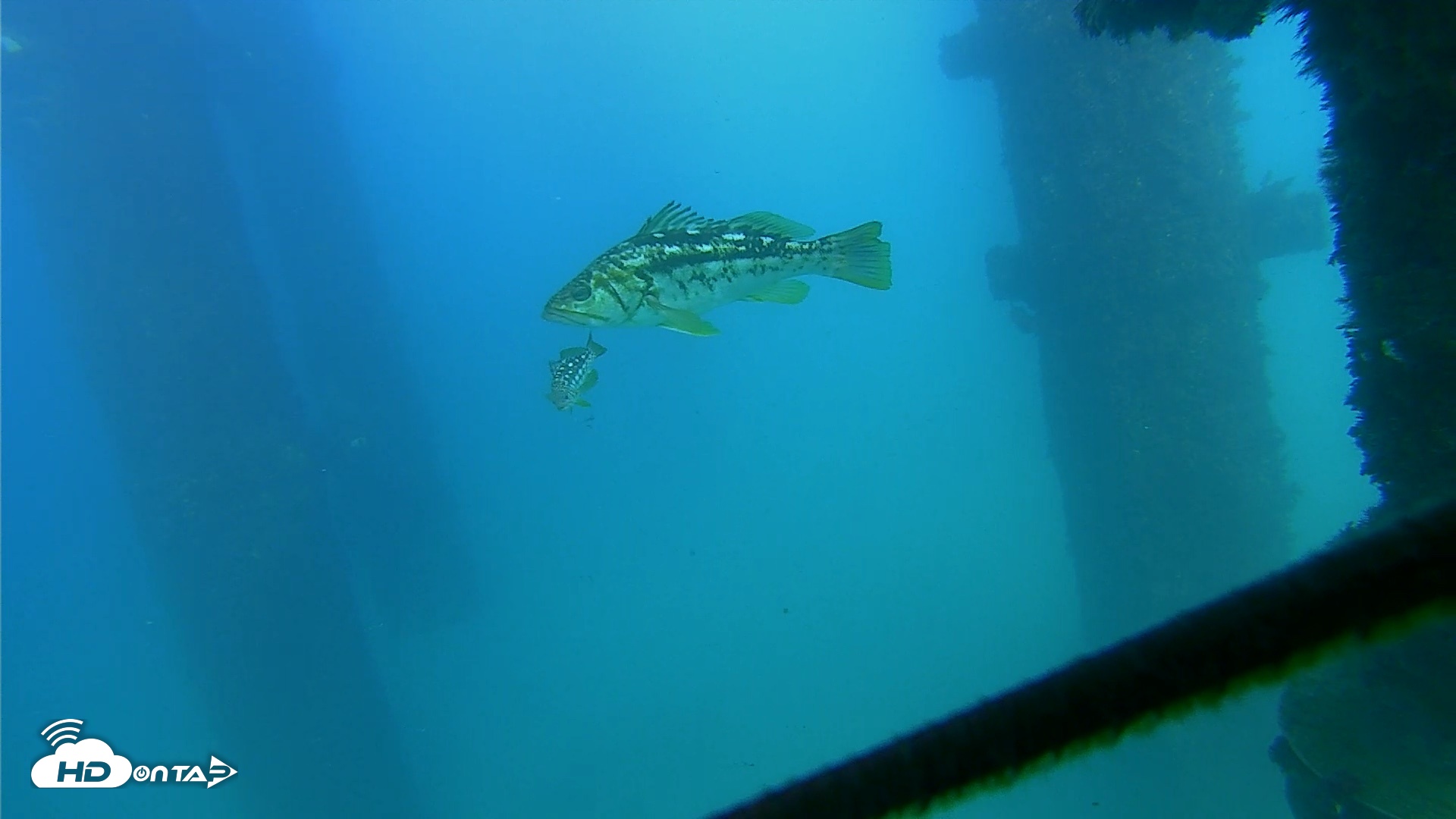 Snapshot of Scripps Pier Underwater Live Webcam taken Sep 21, 2026, 4:30pm PDT