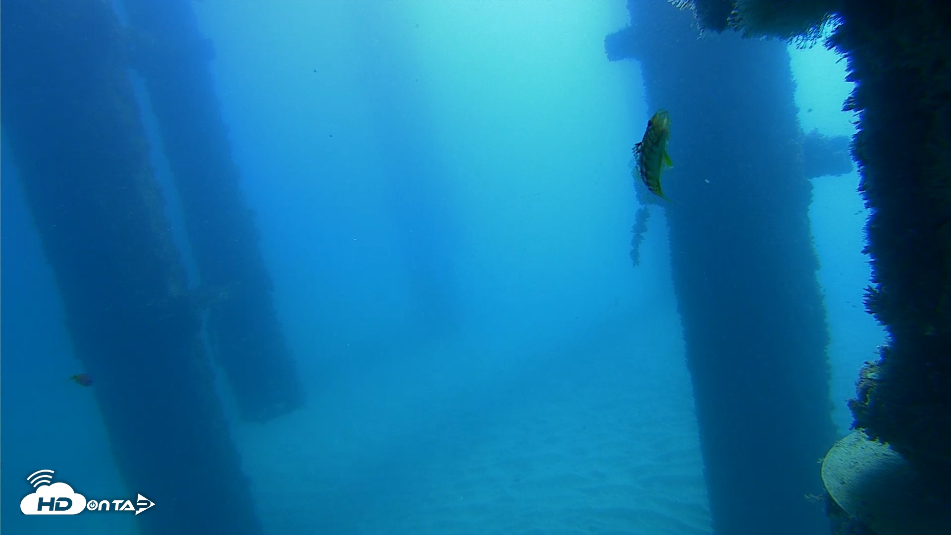 Snapshot of Scripps Pier Underwater Live Webcam taken Oct 21, 2026, 10:40am PDT