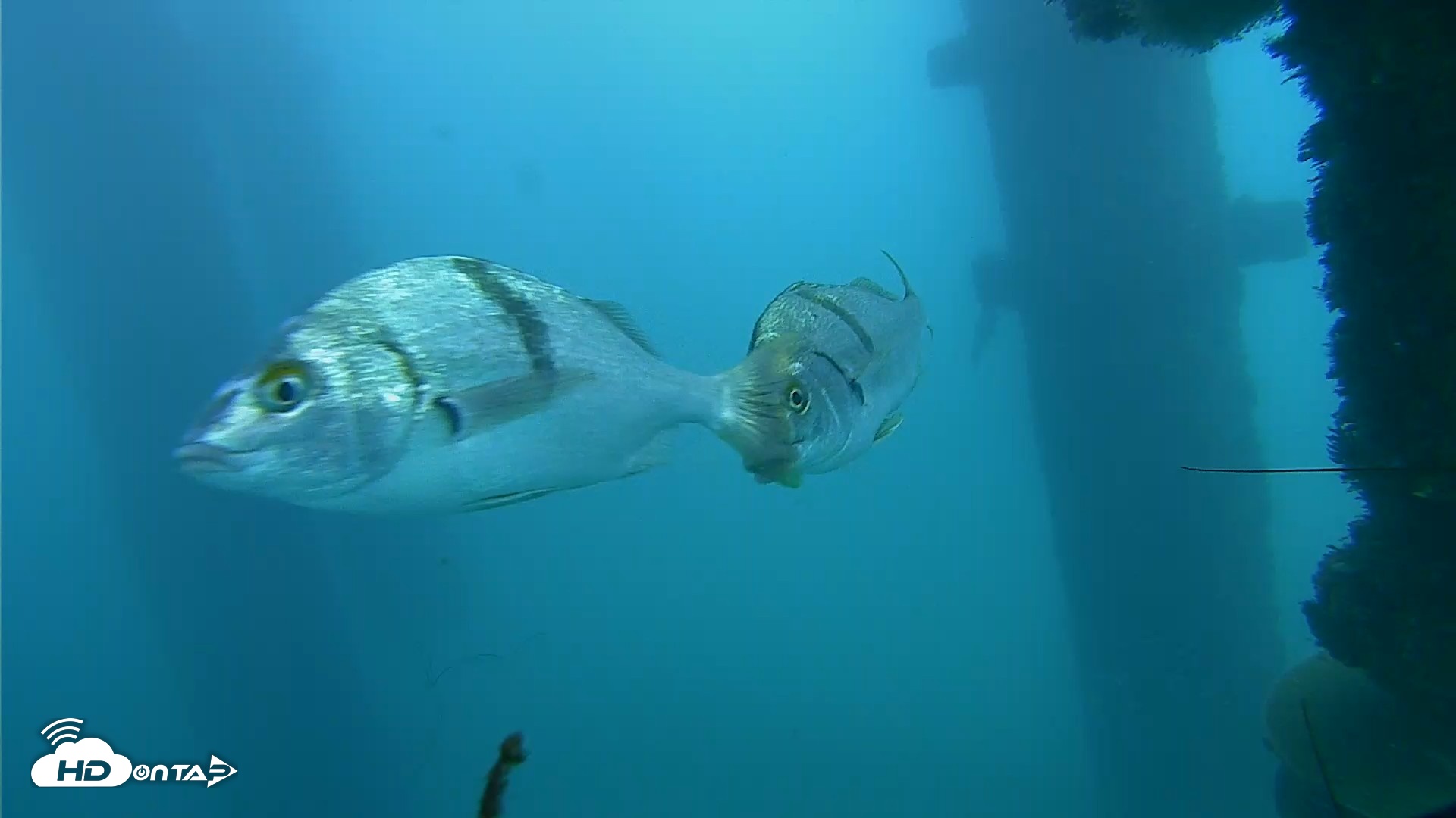 Snapshot of Scripps Pier Underwater Live Webcam taken Oct 23, 2026, 2:39pm PDT