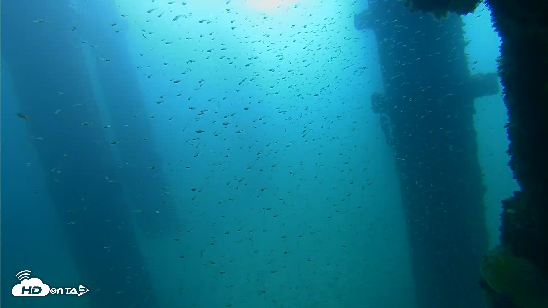 Snapshot of Scripps Pier Underwater Live Webcam taken Sep 25, 2026, 9:11am PDT
