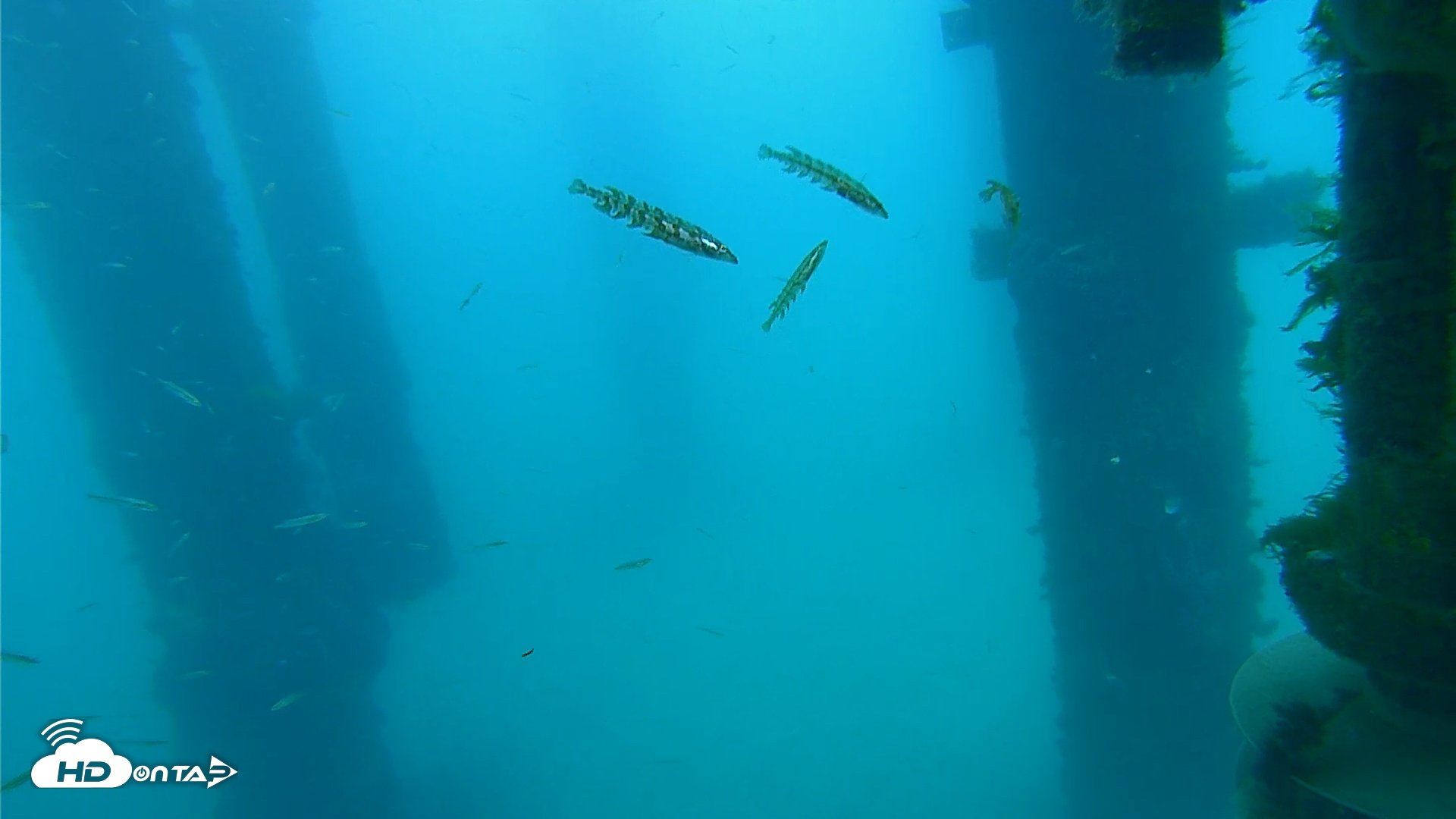 Snapshot of Scripps Pier Underwater Live Webcam taken Apr 8, 2026, 7:37am PDT