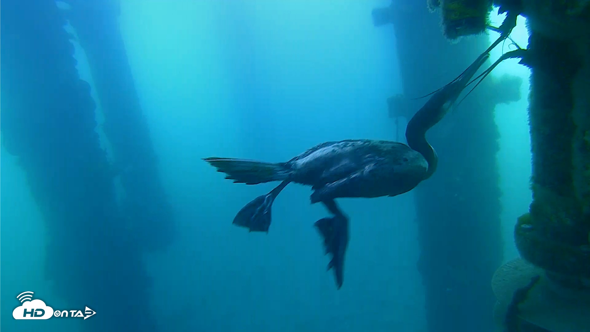 Snapshot of Scripps Pier Underwater Live Webcam taken Mar 20, 2026, 8:08am PDT