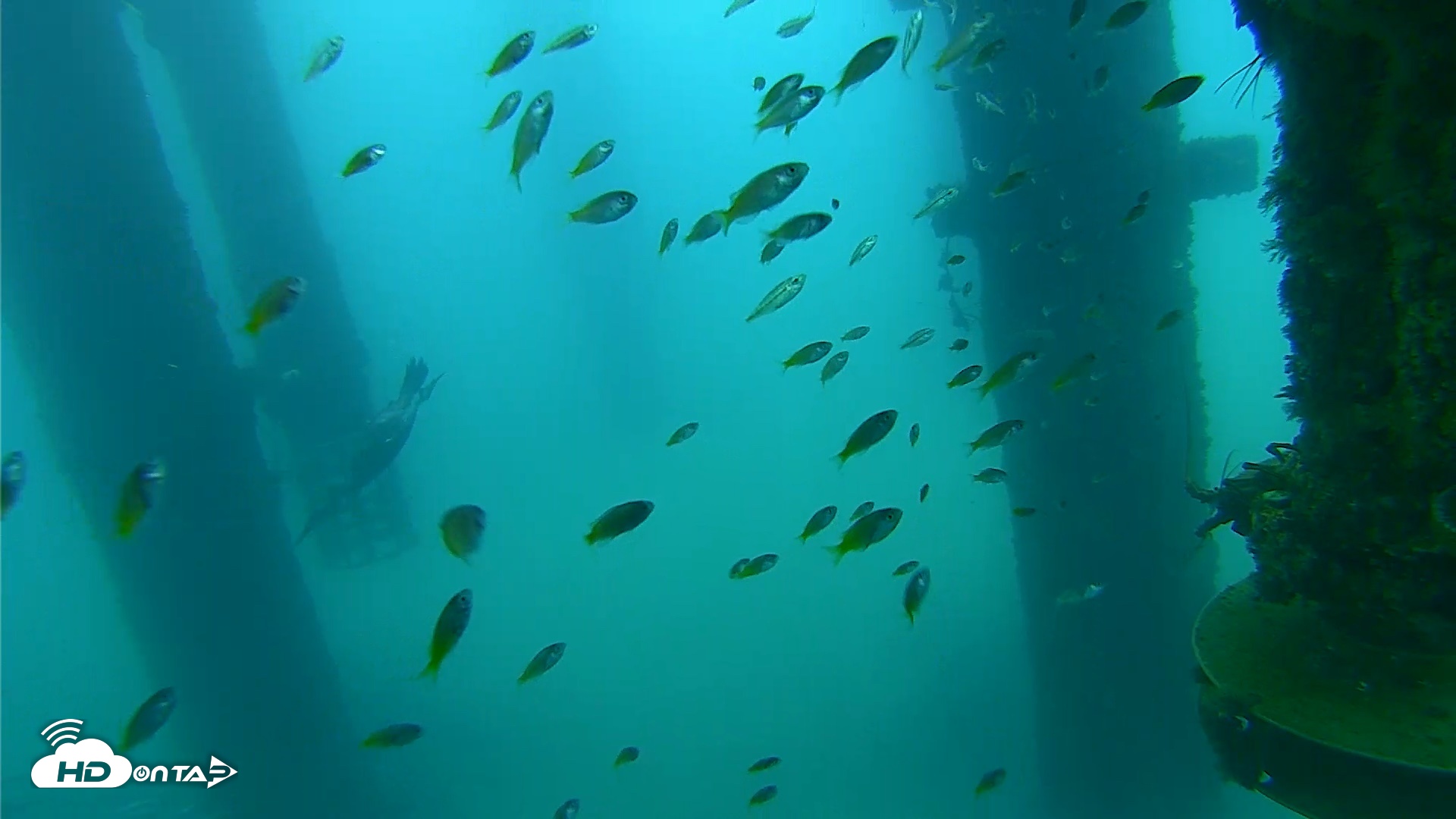 Snapshot of Scripps Pier Underwater Live Webcam taken Aug 27, 2026, 7:36am PDT