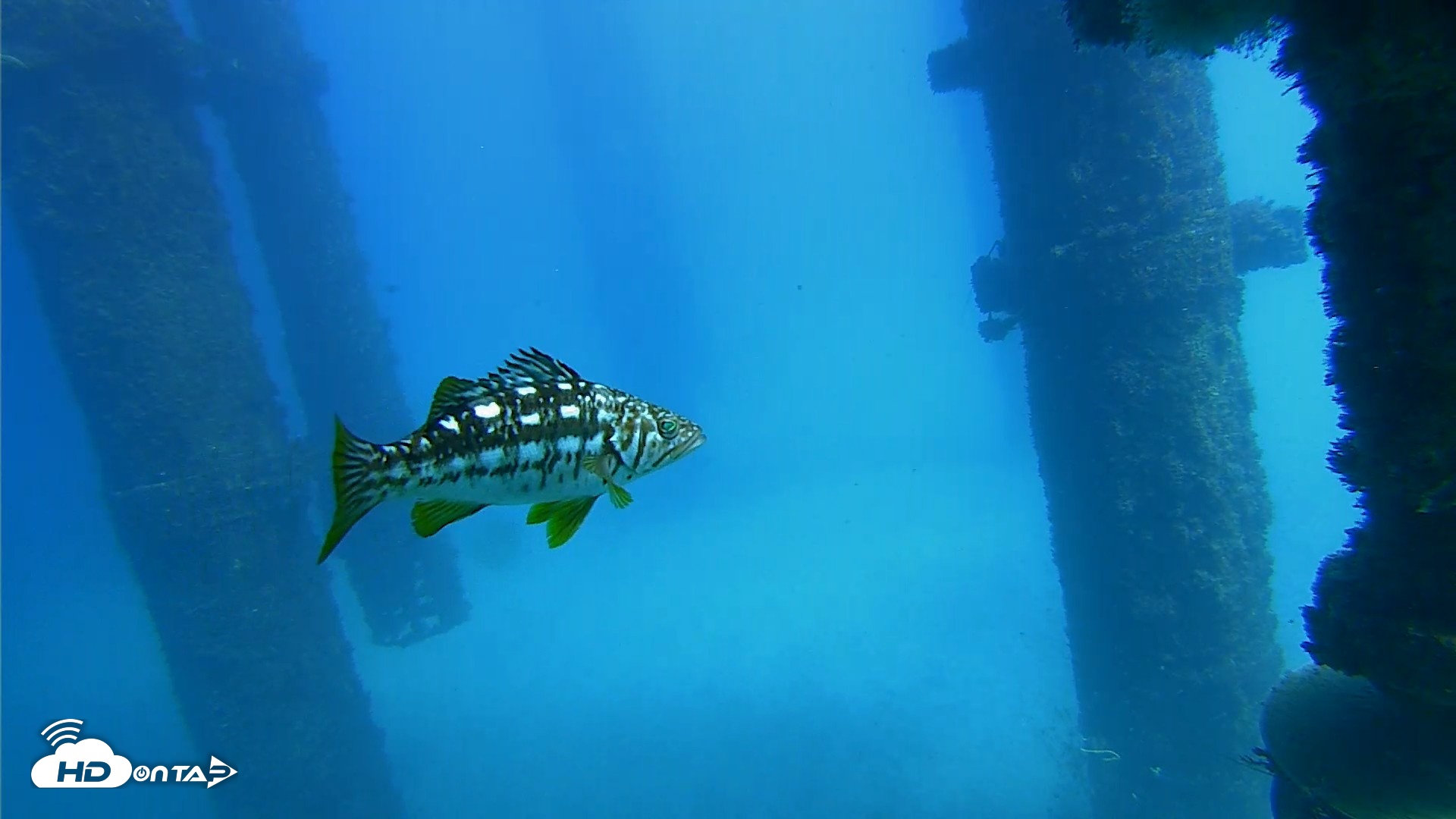 Snapshot of Scripps Pier Underwater Live Webcam taken Oct 20, 2026, 1:53pm PDT