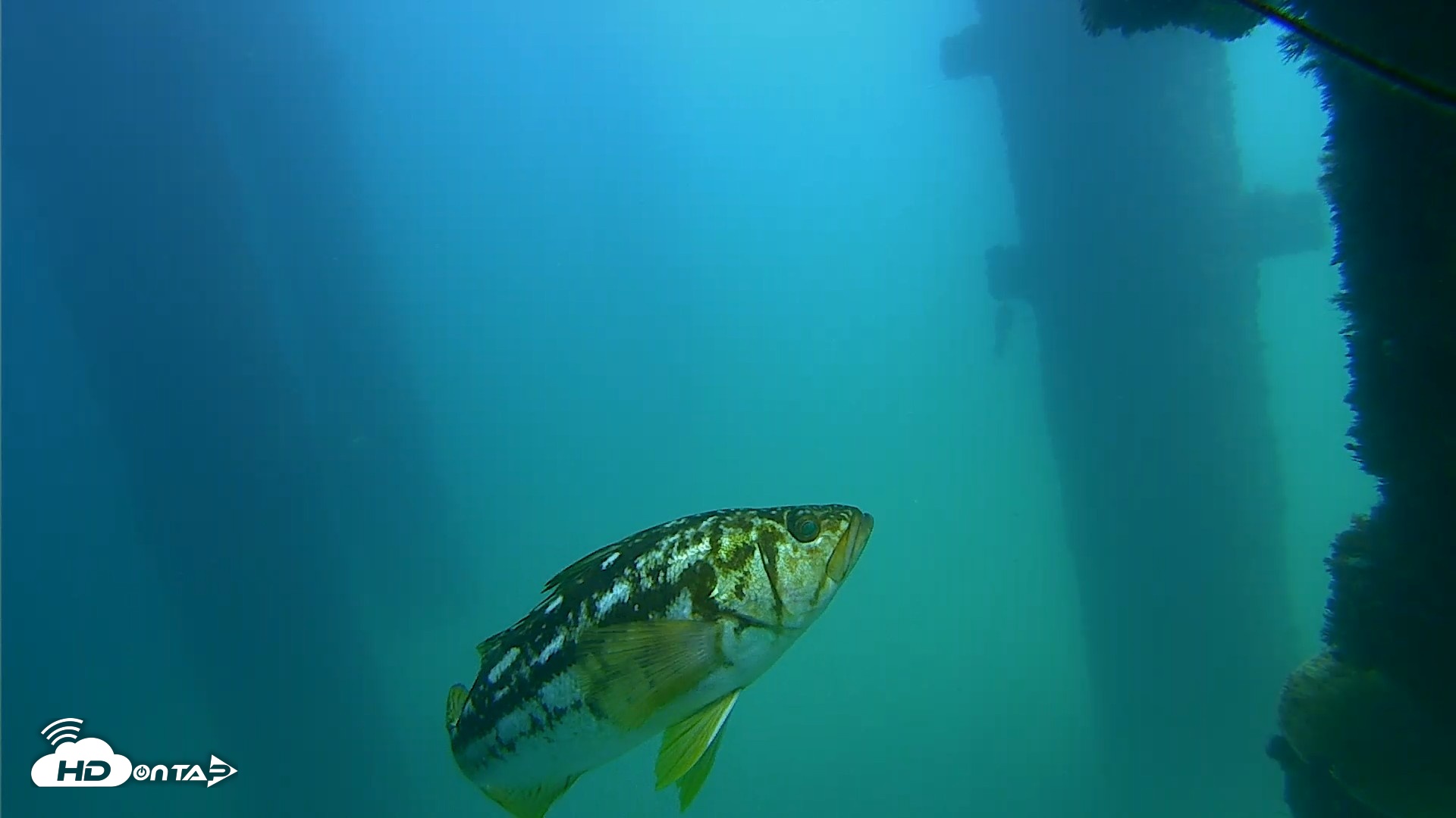 Snapshot of Scripps Pier Underwater Live Webcam taken Sep 22, 2026, 1:02pm PDT