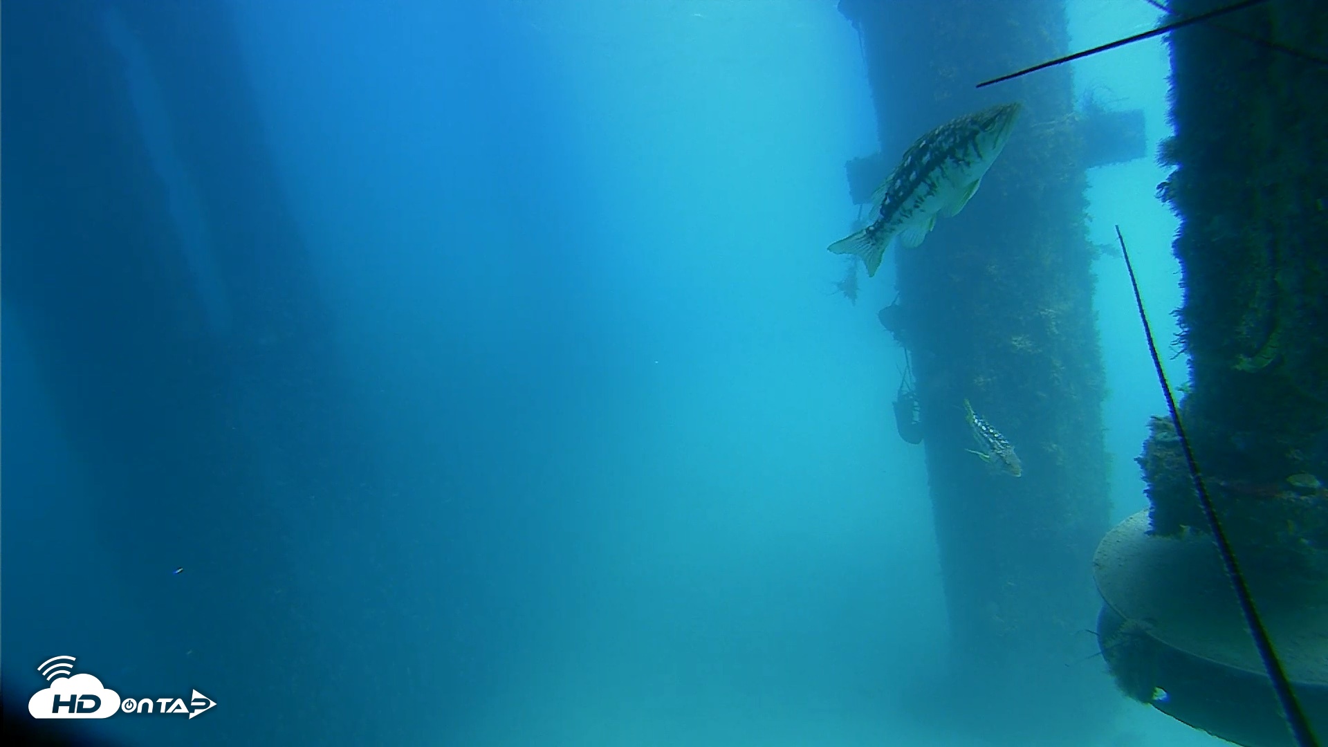 Snapshot of Scripps Pier Underwater Live Webcam taken Aug 6, 2026, 1:38pm PDT