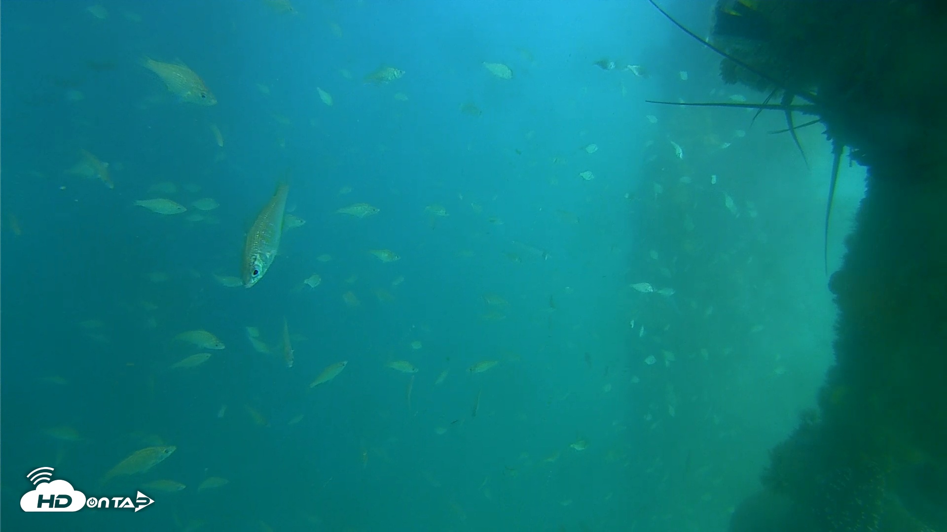 Snapshot of Scripps Pier Underwater Live Webcam taken Jun 24, 2025, 4:54pm PDT