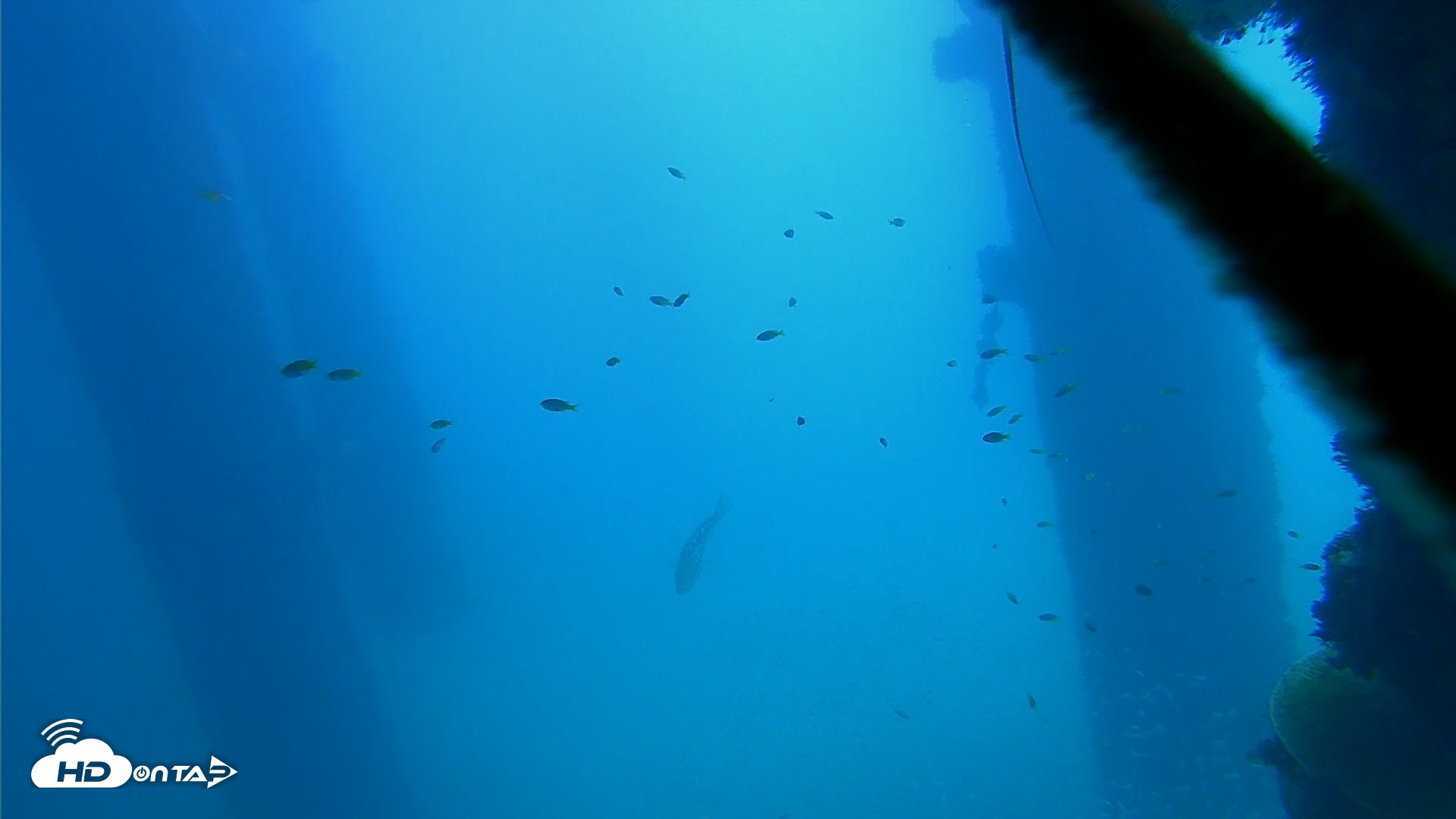Snapshot of Scripps Pier Underwater Live Webcam taken Oct 9, 2026, 11:59am PDT