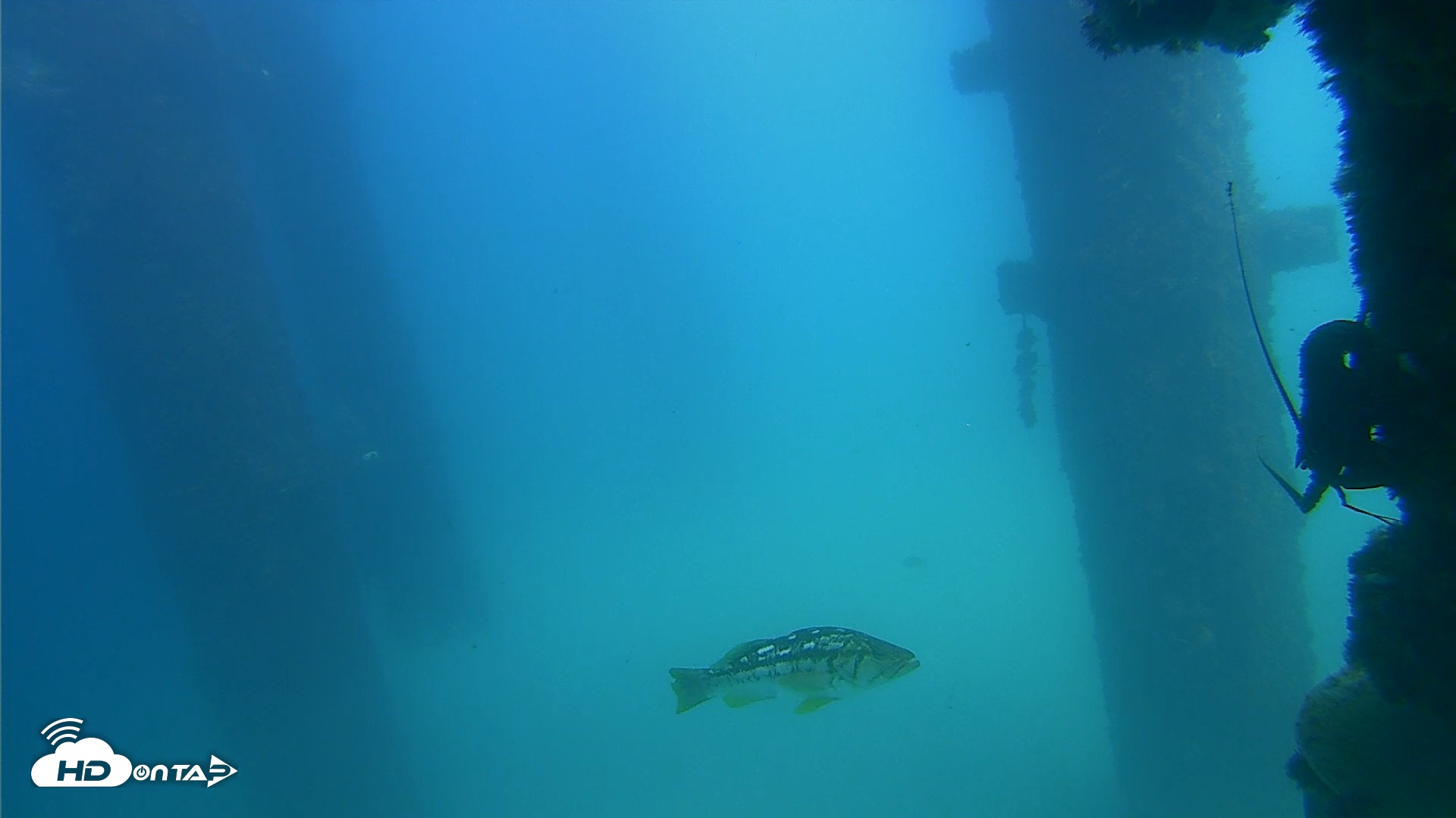 Snapshot of Scripps Pier Underwater Live Webcam taken Sep 18, 2026, 2:06pm PDT