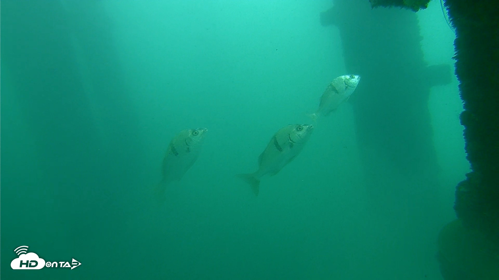 Snapshot of Scripps Pier Underwater Live Webcam taken Oct 11, 2026, 11:56am PDT