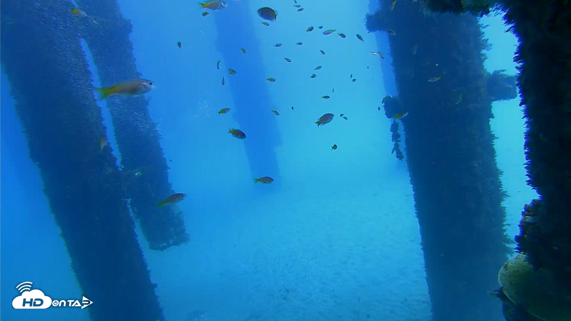 Snapshot of Scripps Pier Underwater Live Webcam taken Oct 7, 2026, 12:17pm PDT