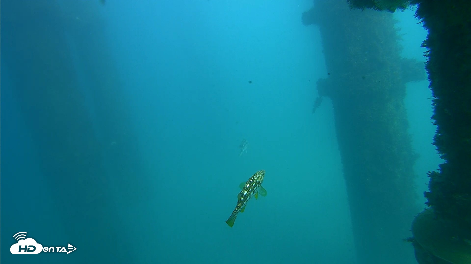 Snapshot of Scripps Pier Underwater Live Webcam taken Oct 13, 2026, 2:54pm PDT