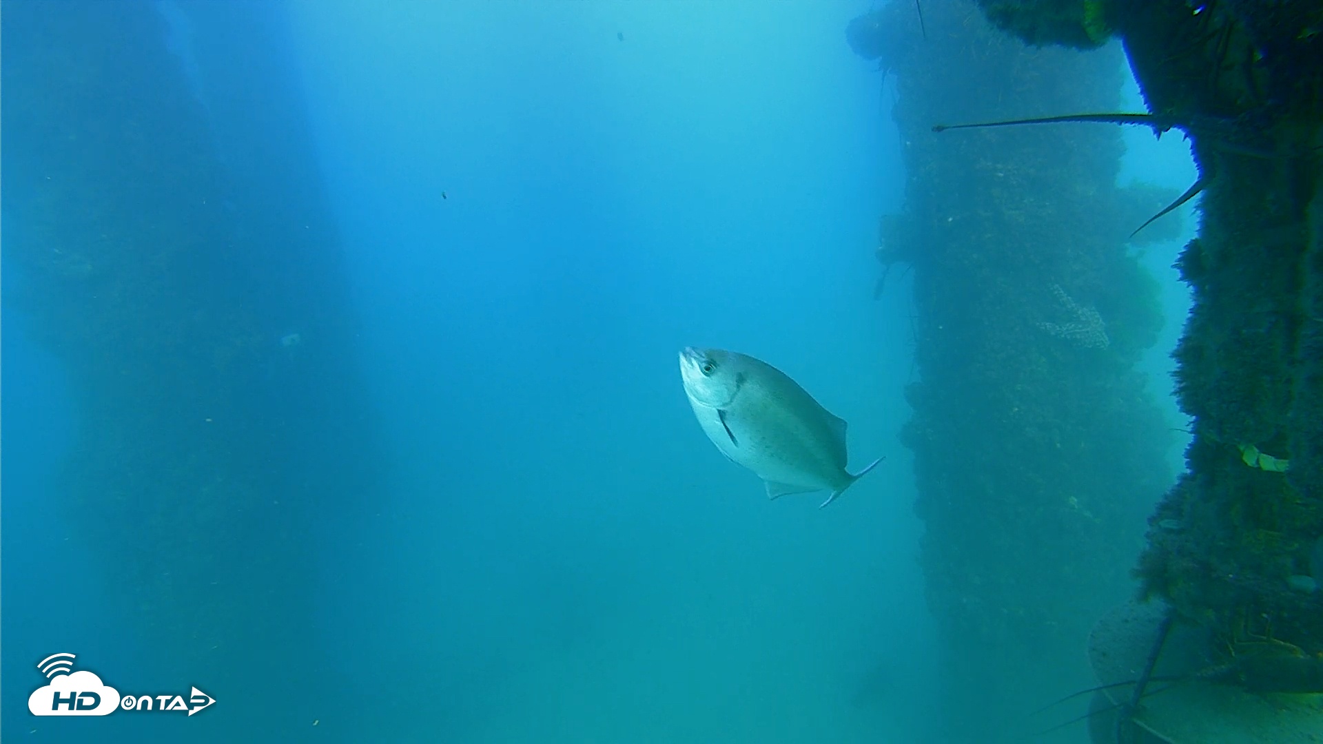 Snapshot of Scripps Pier Underwater Live Webcam taken Sep 16, 2025, 5:47pm PDT