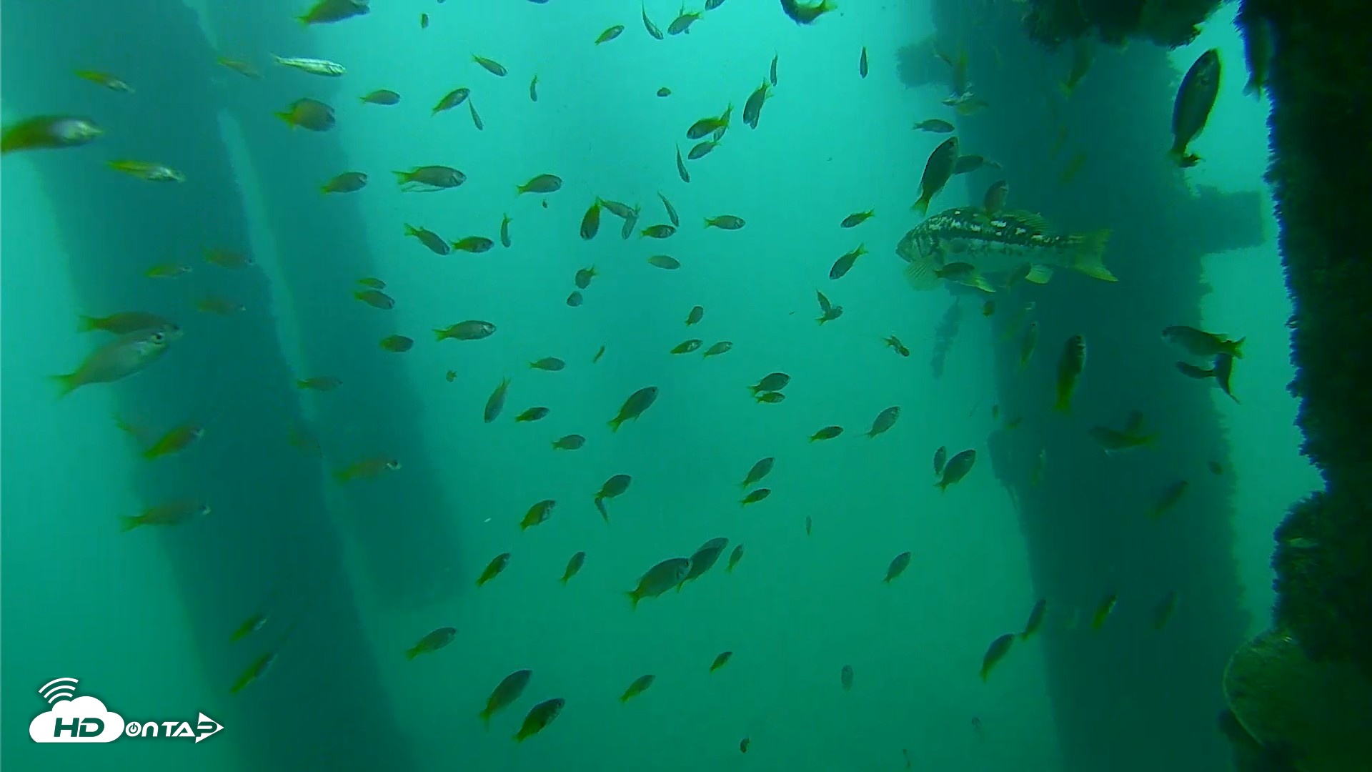 Snapshot of Scripps Pier Underwater Live Webcam taken Sep 17, 2026, 9:02am PDT