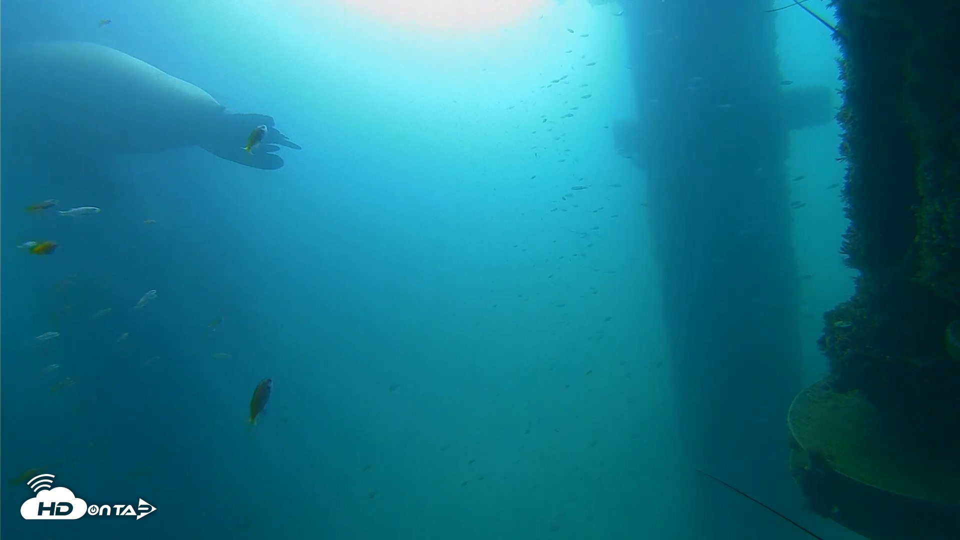 Snapshot of Scripps Pier Underwater Live Webcam taken Aug 31, 2026, 9:03am PDT
