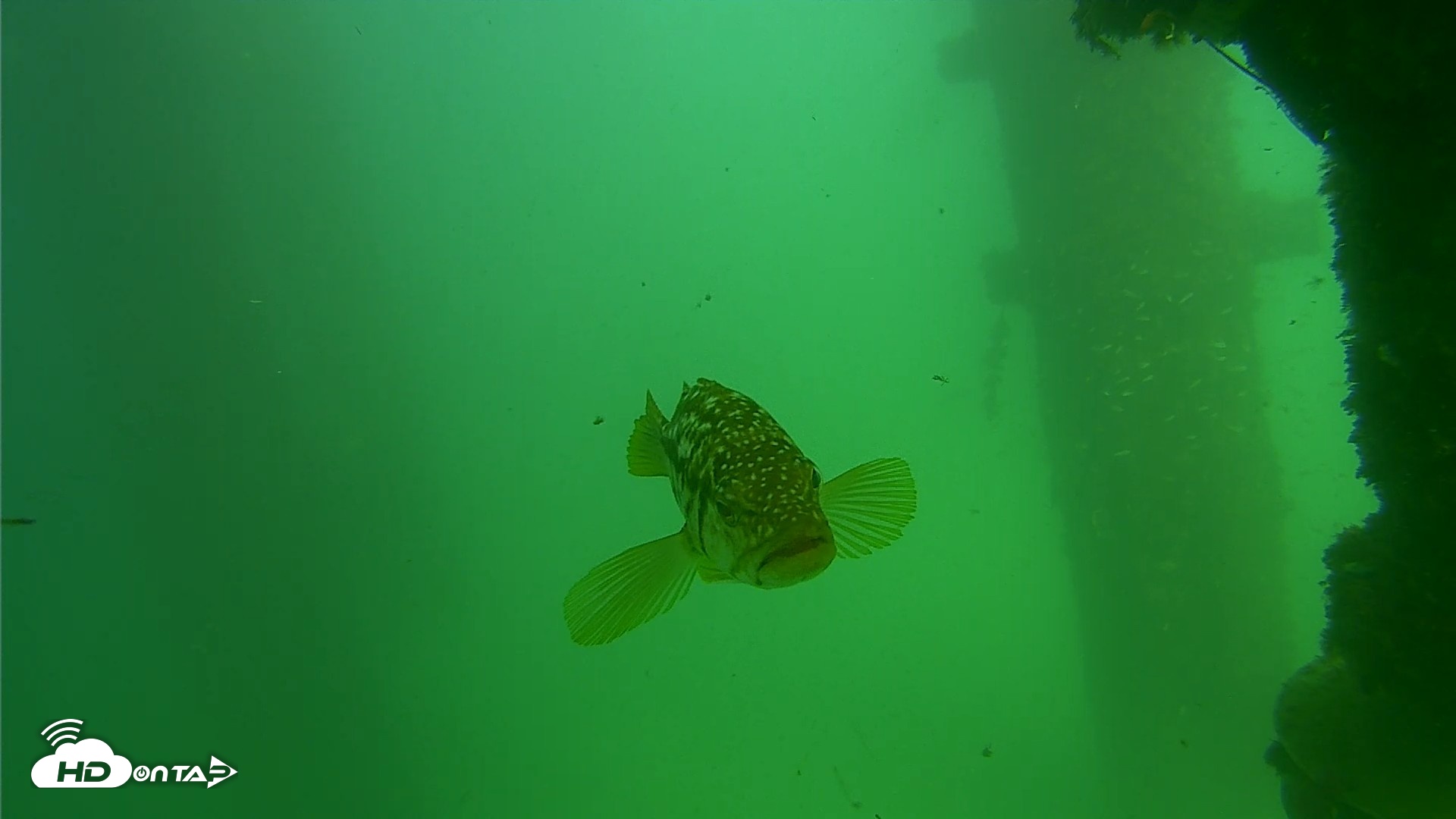 Snapshot of Scripps Pier Underwater Live Webcam taken Sep 18, 2026, 2:48pm PDT