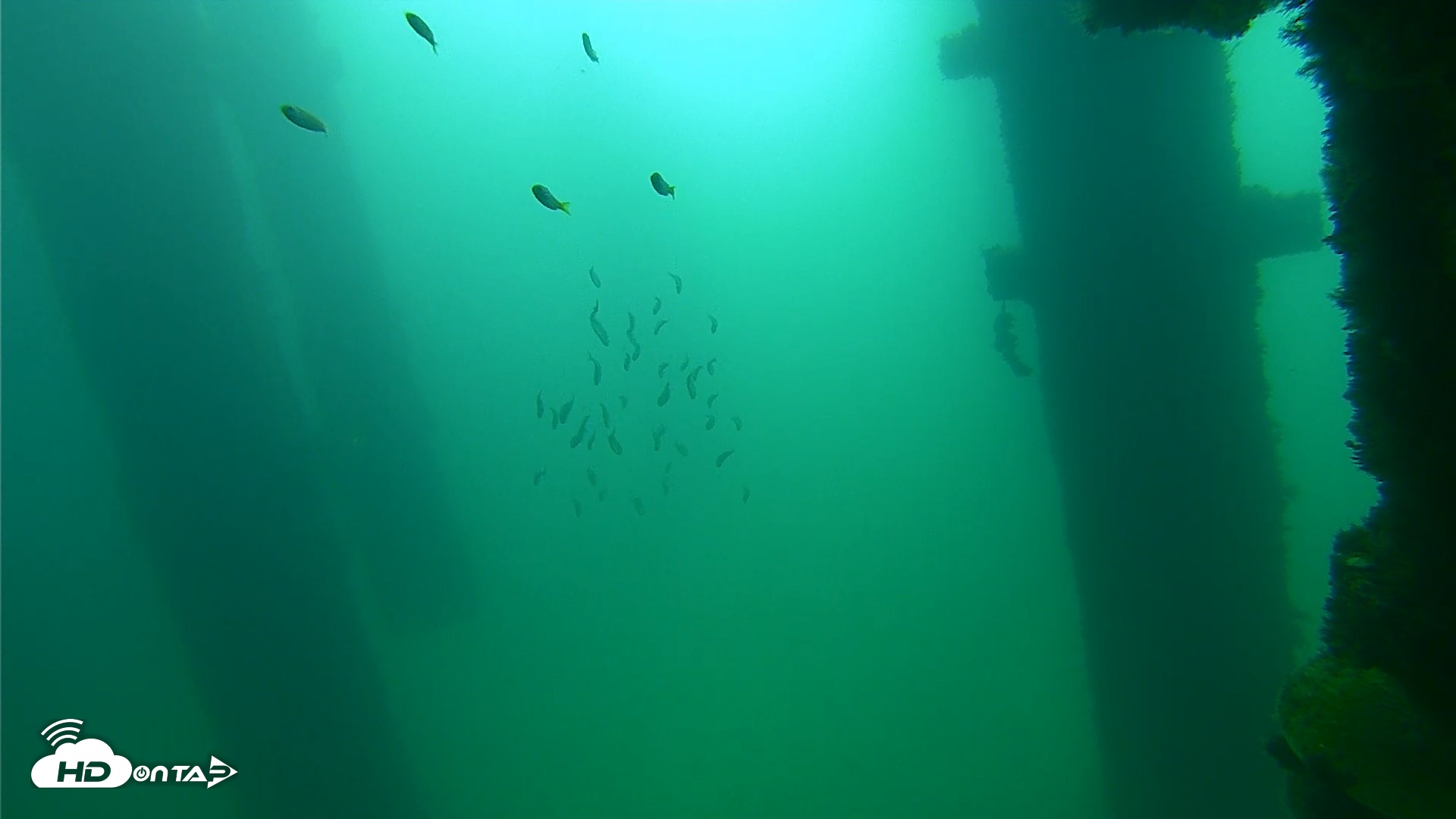 Snapshot of Scripps Pier Underwater Live Webcam taken Sep 23, 2026, 9:36am PDT