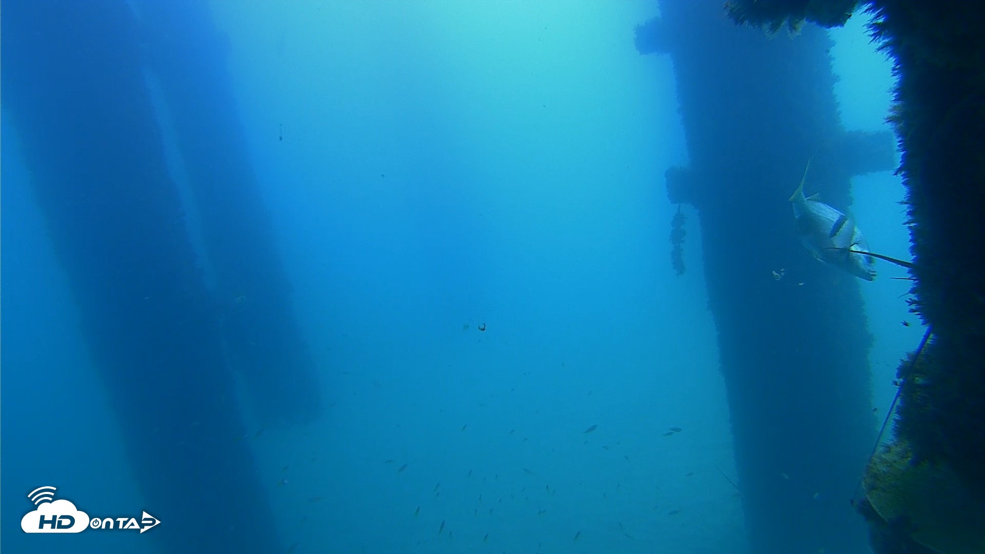 Snapshot of Scripps Pier Underwater Live Webcam taken Sep 21, 2026, 11:21am PDT