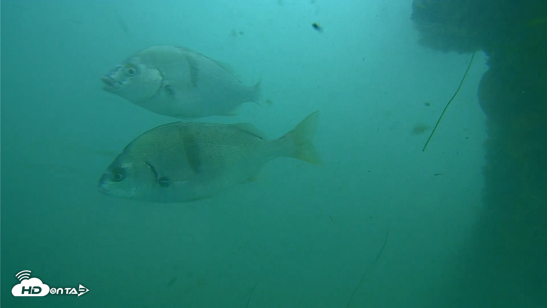 Snapshot of Scripps Pier Underwater Live Webcam taken Jun 21, 2025, 8:15am PDT