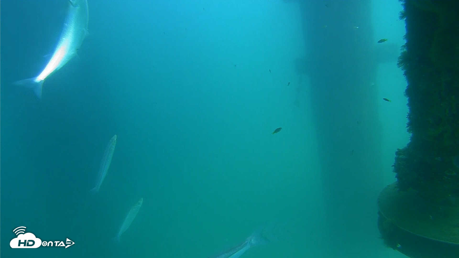 Snapshot of Scripps Pier Underwater Live Webcam taken Aug 20, 2026, 2:41pm PDT
